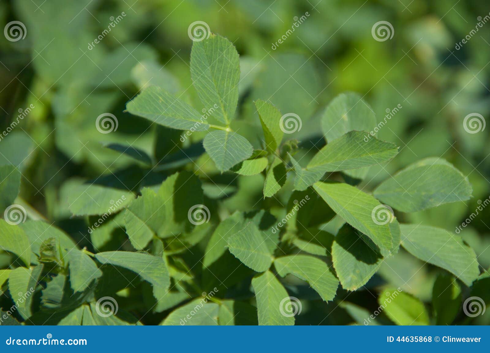 Alfalfa Leaves stock photo. Image of farming, agriculture 44635868
