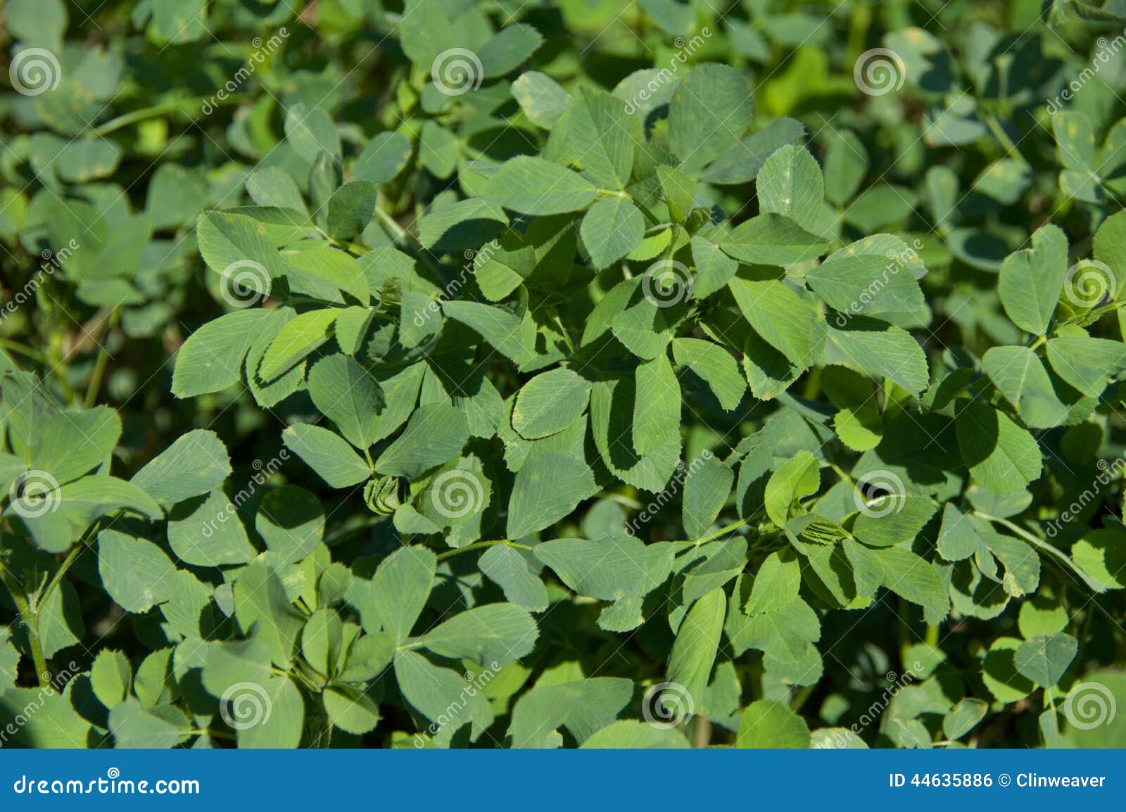 Alfalfa Leaves stock photo. Image of alfalfa, harvest 44635886