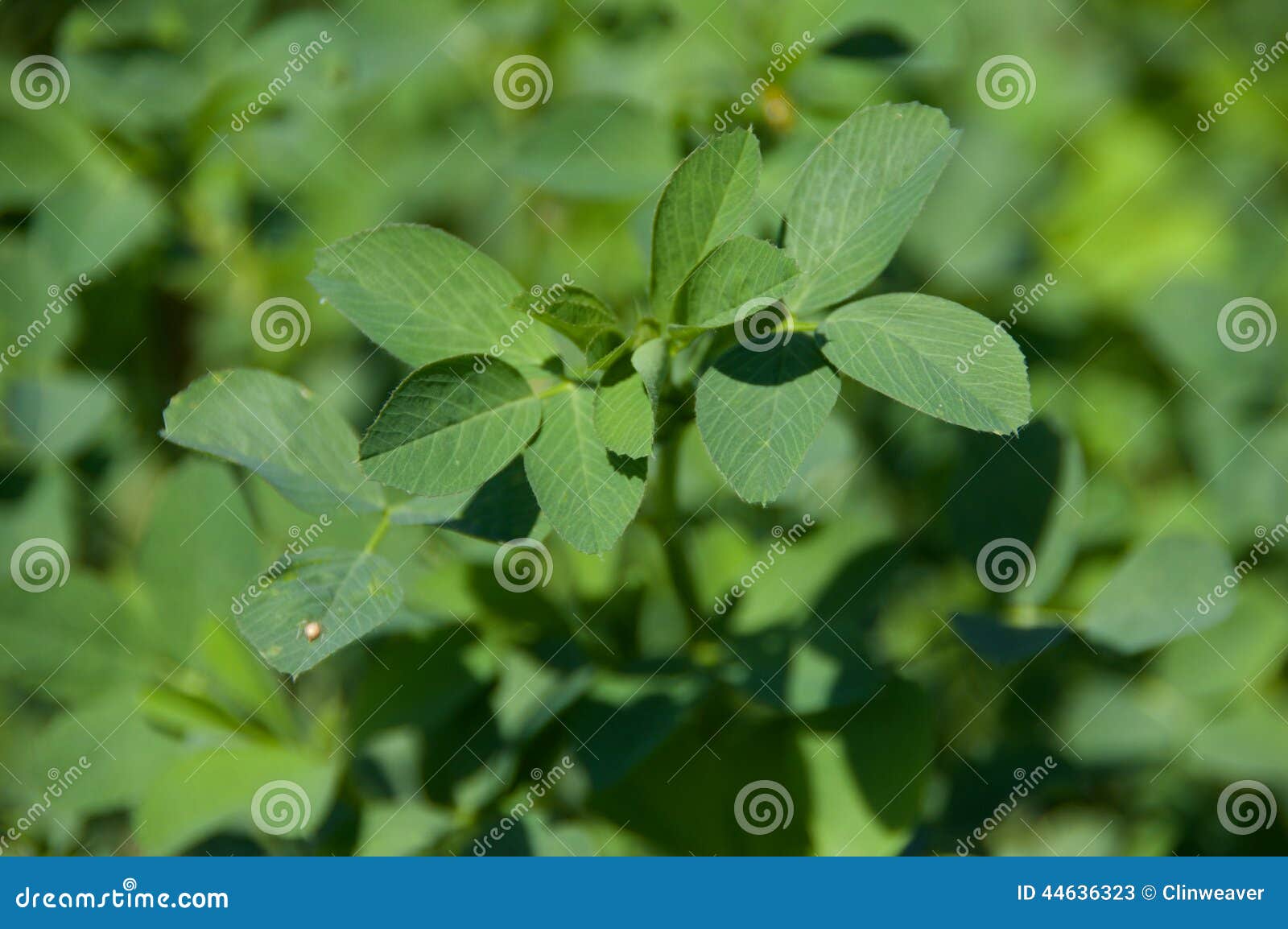 Alfalfa Leaves stock image. Image of harvest, leaves 44636323