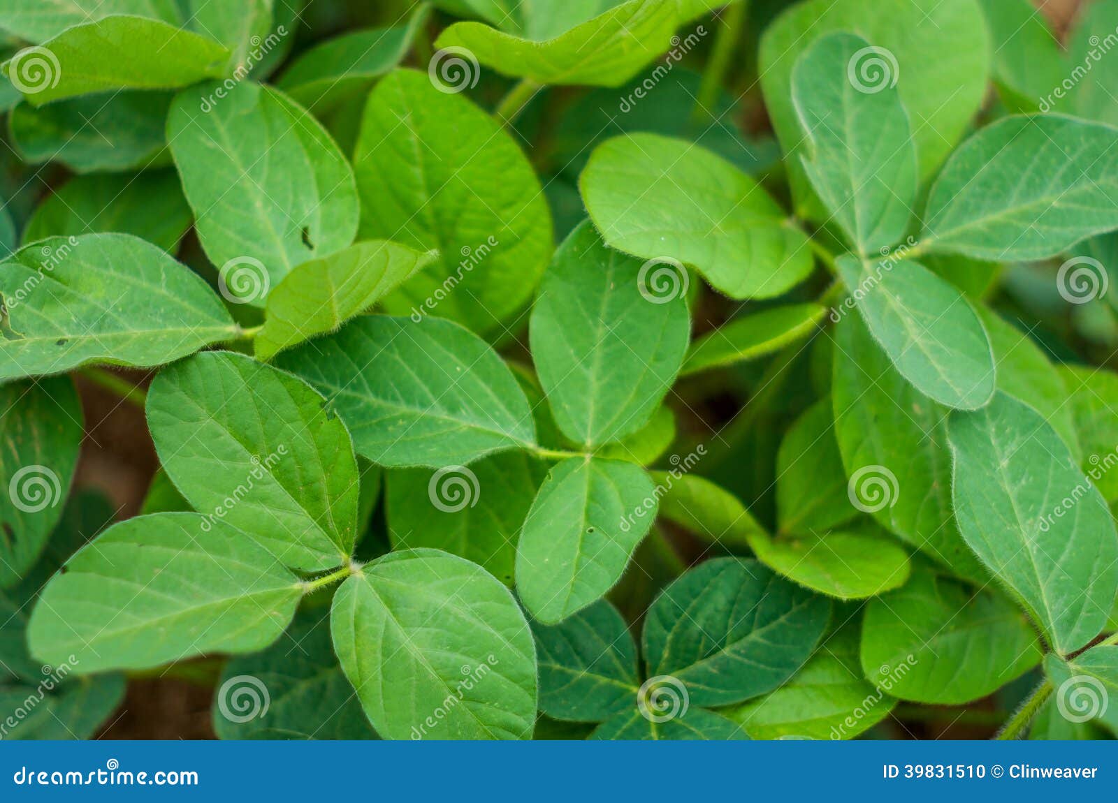Alfalfa Leaves stock photo. Image of field, cattle, closeup 39831510