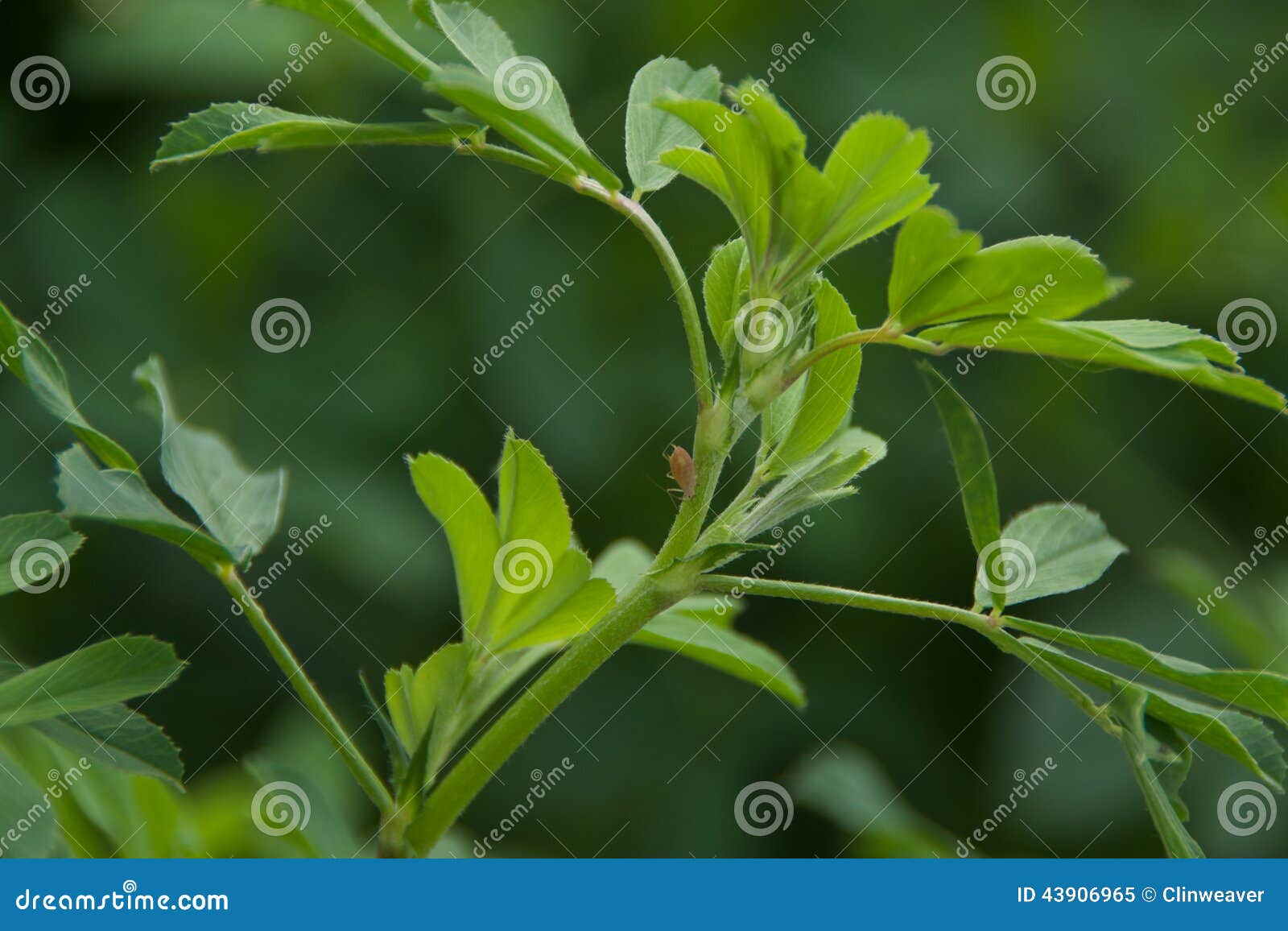 Alfalfa Leaves stock image. Image of leaf, leaves, farm 43906965