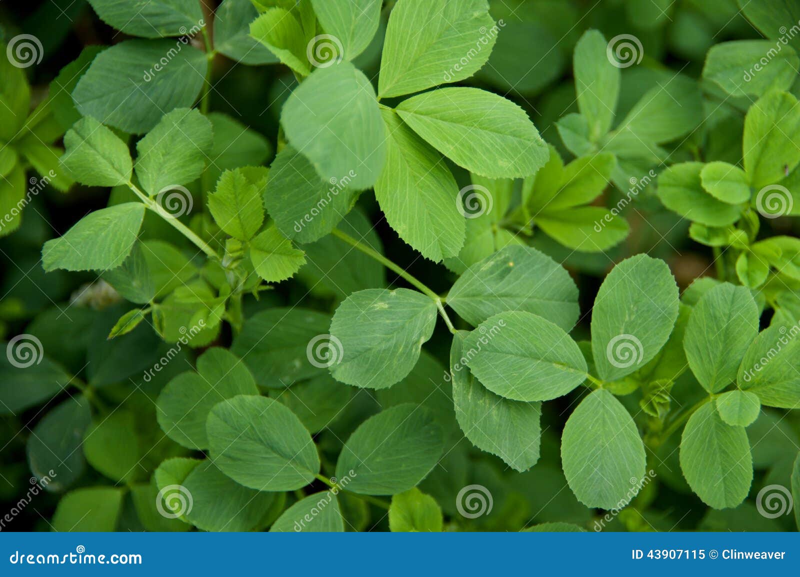 Alfalfa Leaves stock image. Image of crop, leaves, stem 43907115
