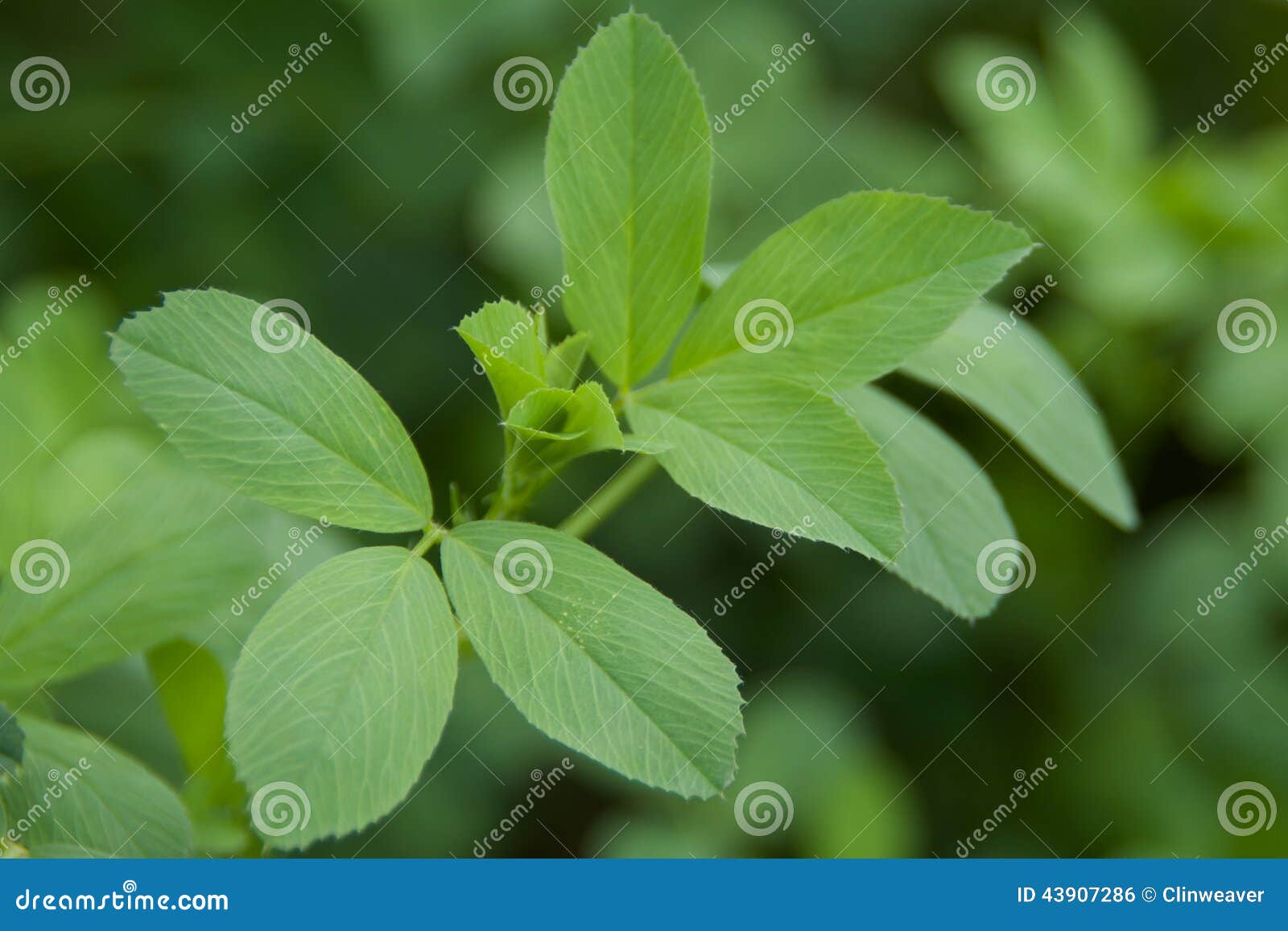 Alfalfa Leaves stock photo. Image of crop, crops, sprig 43907286