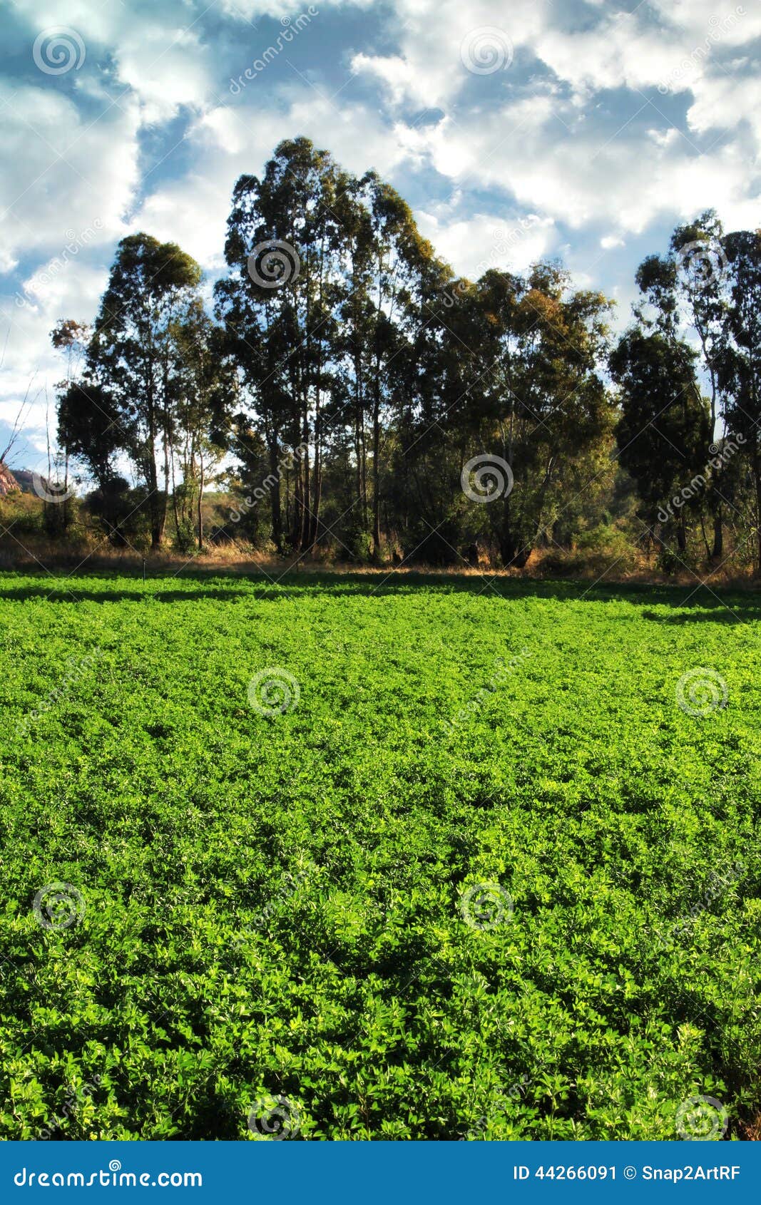 alfalfa or lucerne field under irrigation