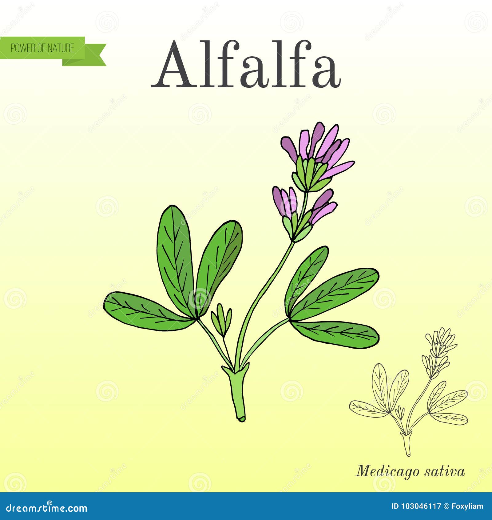 alfalfa medicago sativa .