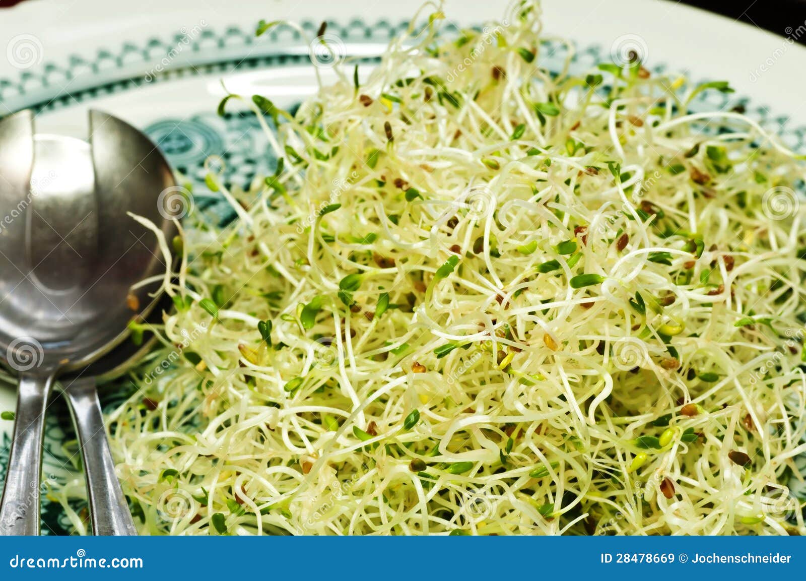 Alfalfasprouts stock image. Image of healthy, germ, germination 28478669