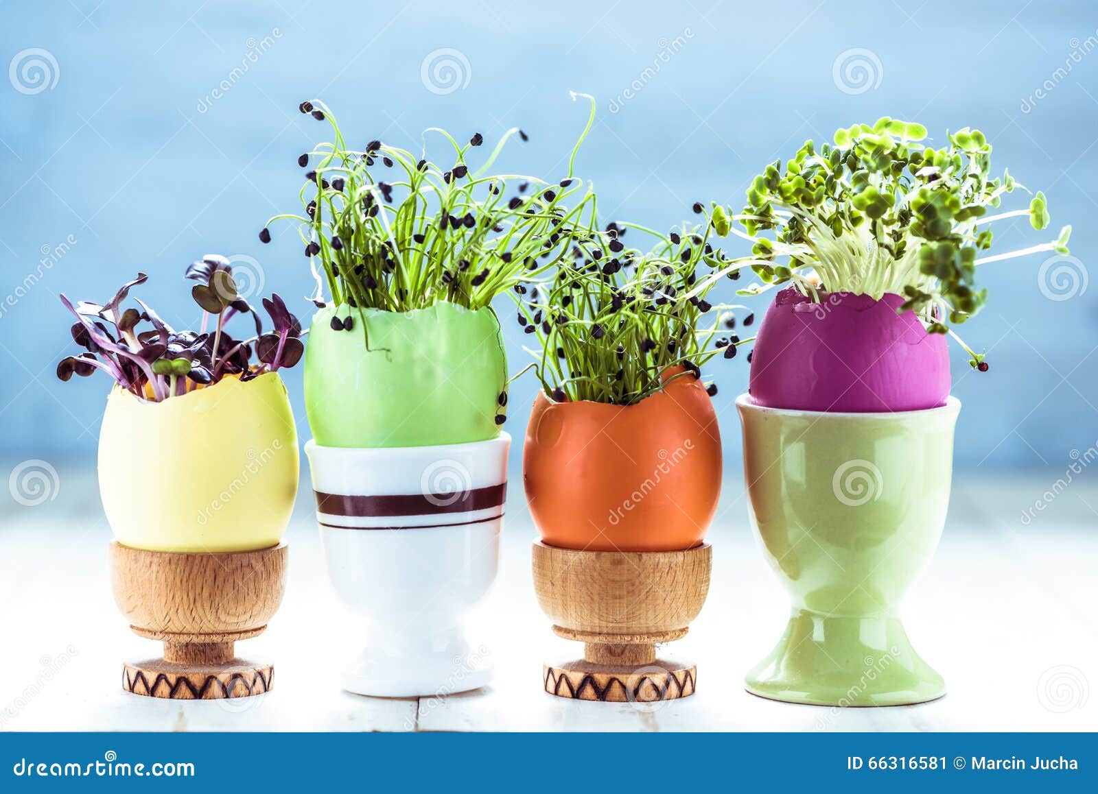 Alfalfa Sprouts in Easter Eggs Shell, from Above Stock Image Image of