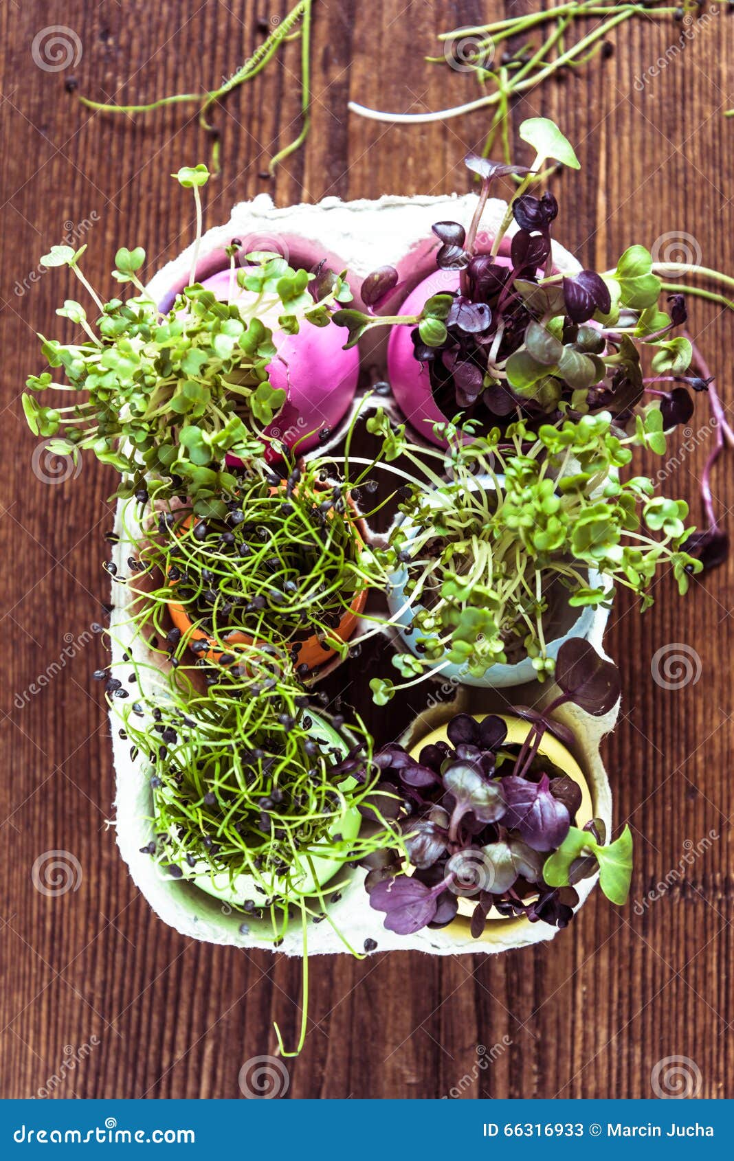 Alfalfa Sprouts in Easter Eggs Shell, from Above Stock Image Image of