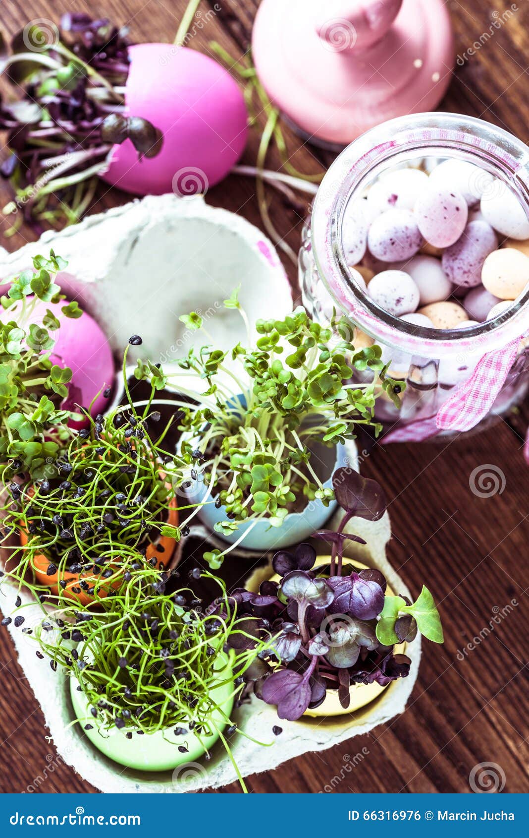 Alfalfa Sprouts in Easter Eggs Shell, from Above Stock Photo Image of
