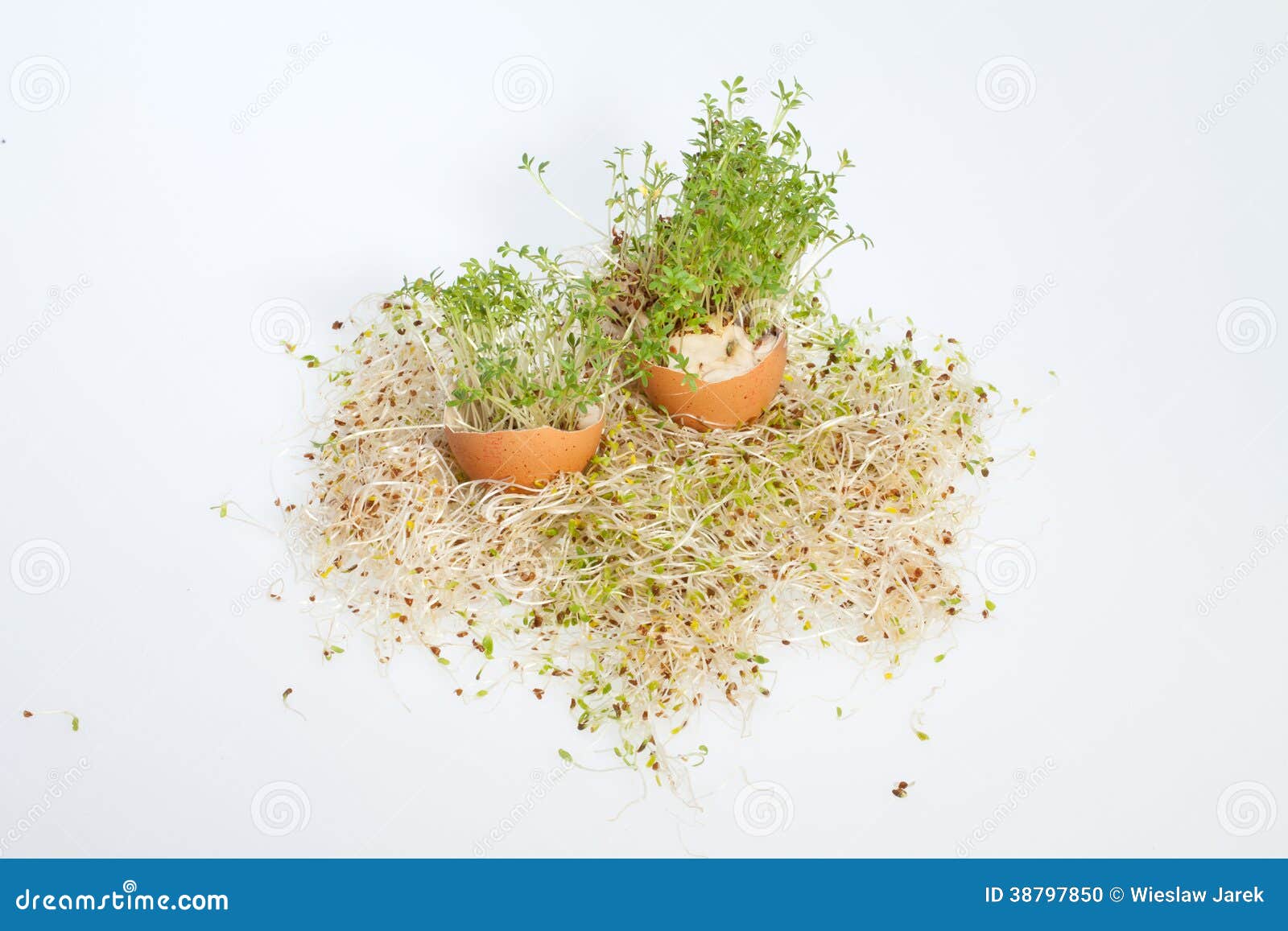 Alfalfa Sprouts and Spring Easter Egg Stock Photo Image of beginnings