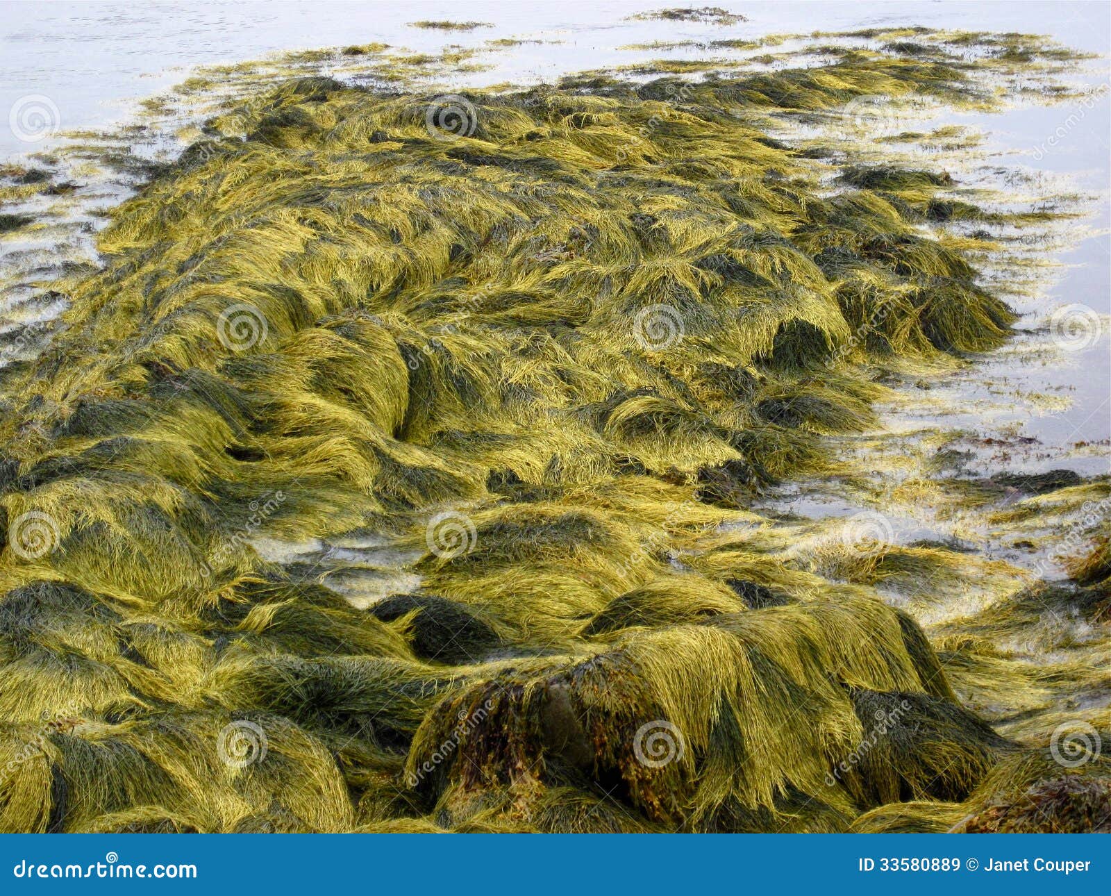 Alga marina verde imagen de archivo. Imagen de plantas 33580889