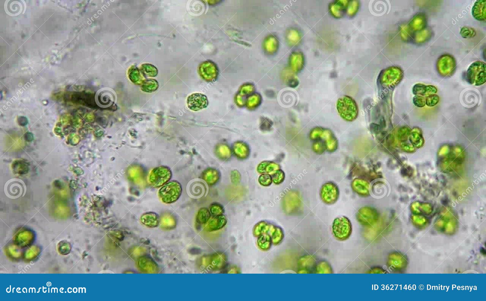 Бактерии в соленой воде. Микроводоросли микробиология. Микроорганизмы в воде под микроскопом. Микроорганизмы в капле воды. Водные микроорганизмы под микроскопом.