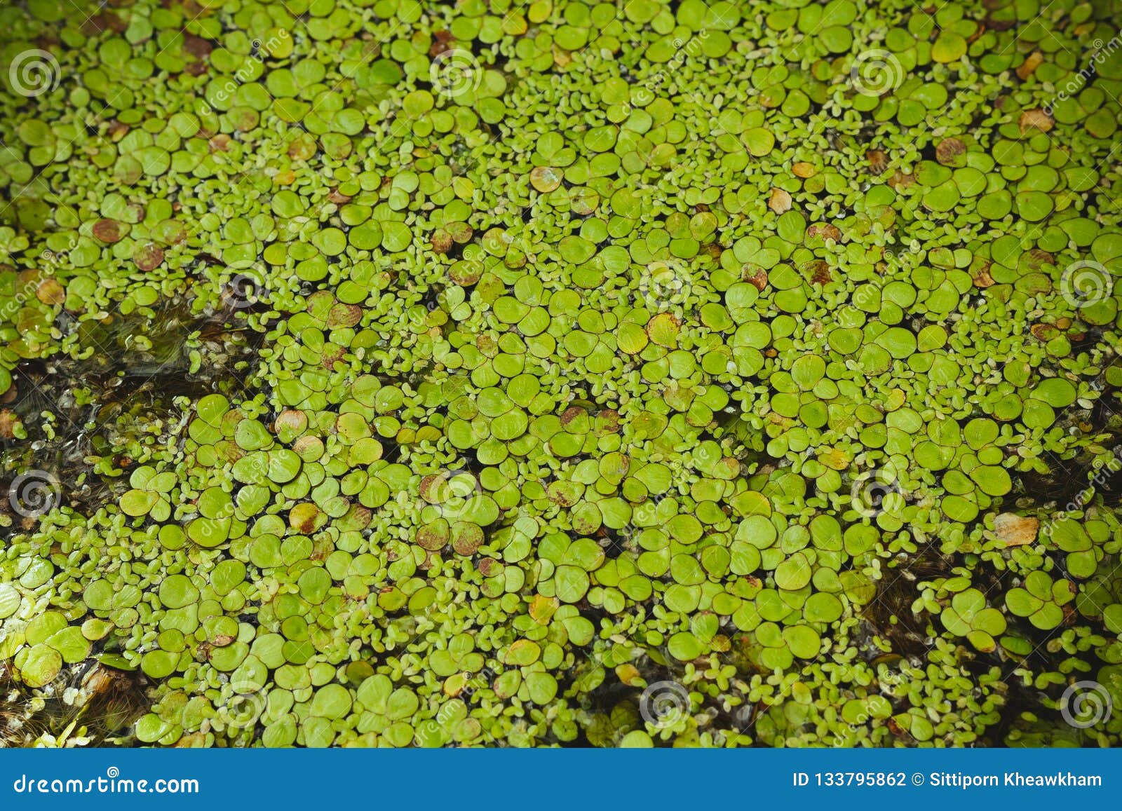 Algae Flower Smallest Plant Stock Photo Image of ecology, grow 133795862