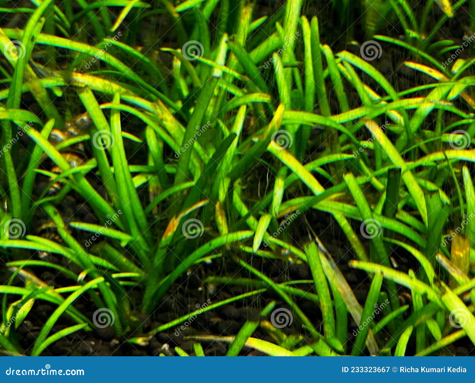 Algae Hair in Planted Aquarium Stock Image Image of tetrab, algae