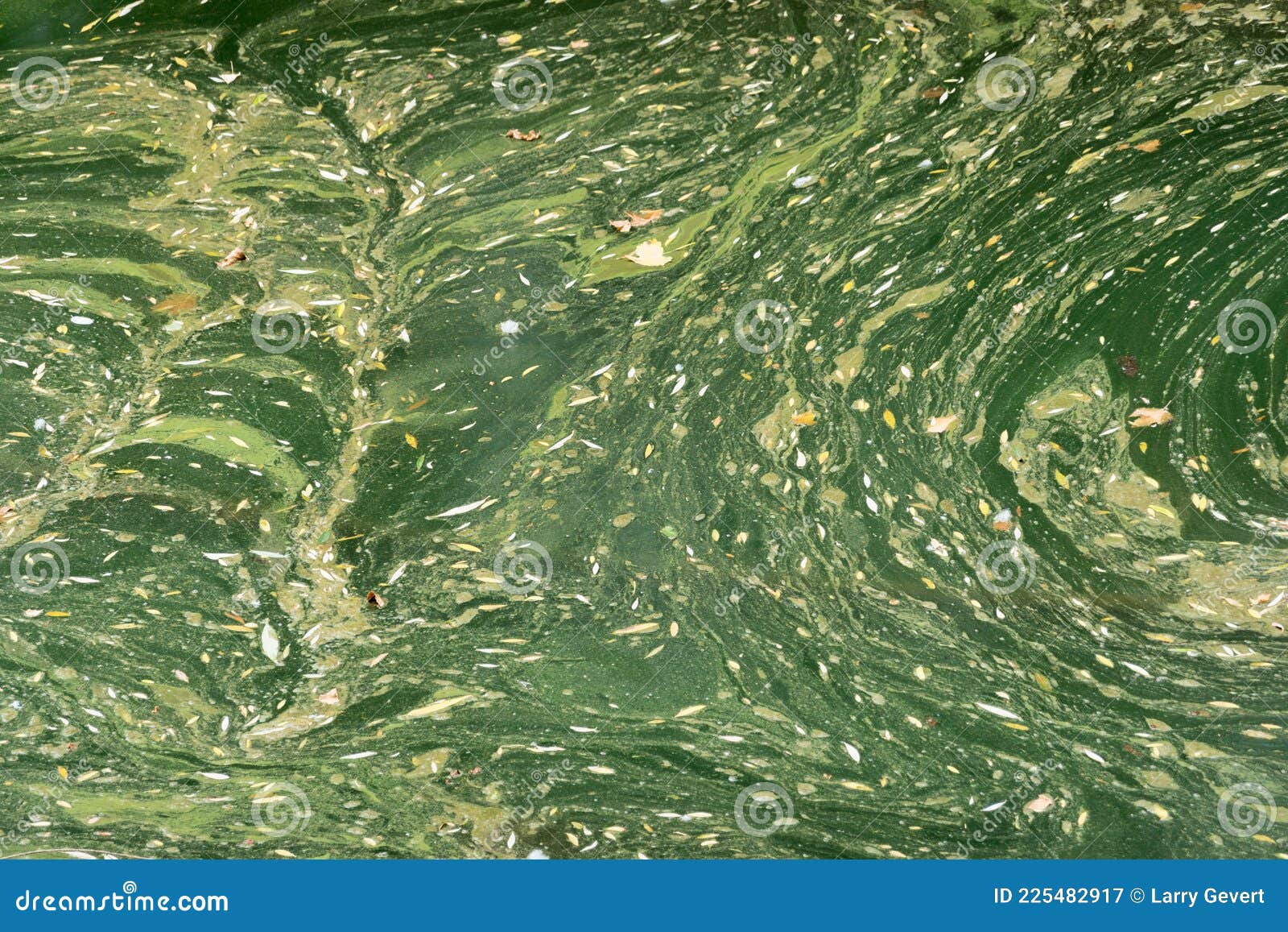 Pond Scum, Patterns in the Water Stock Image Image of growth, grow