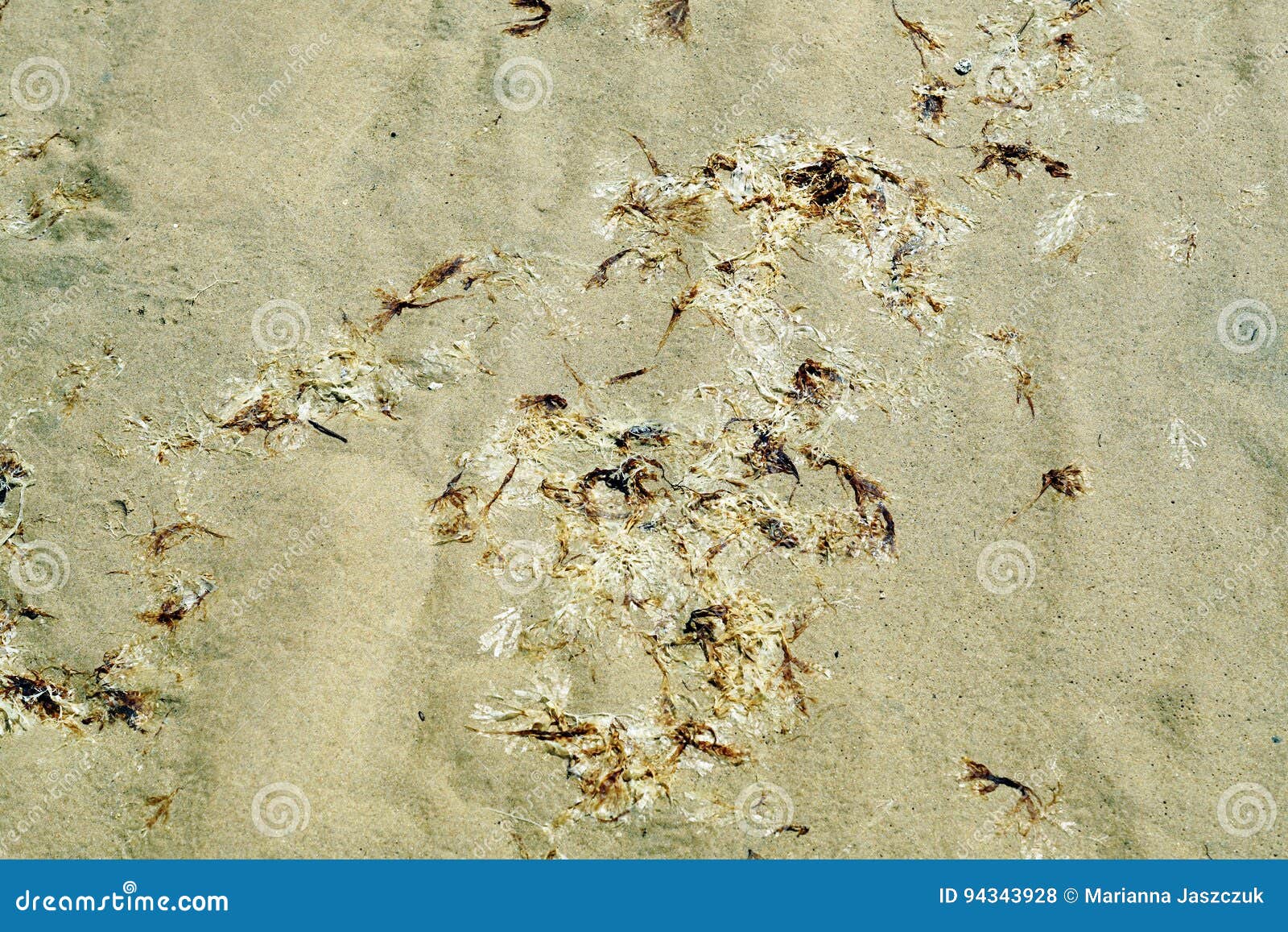 algae lying on a sand pattern.