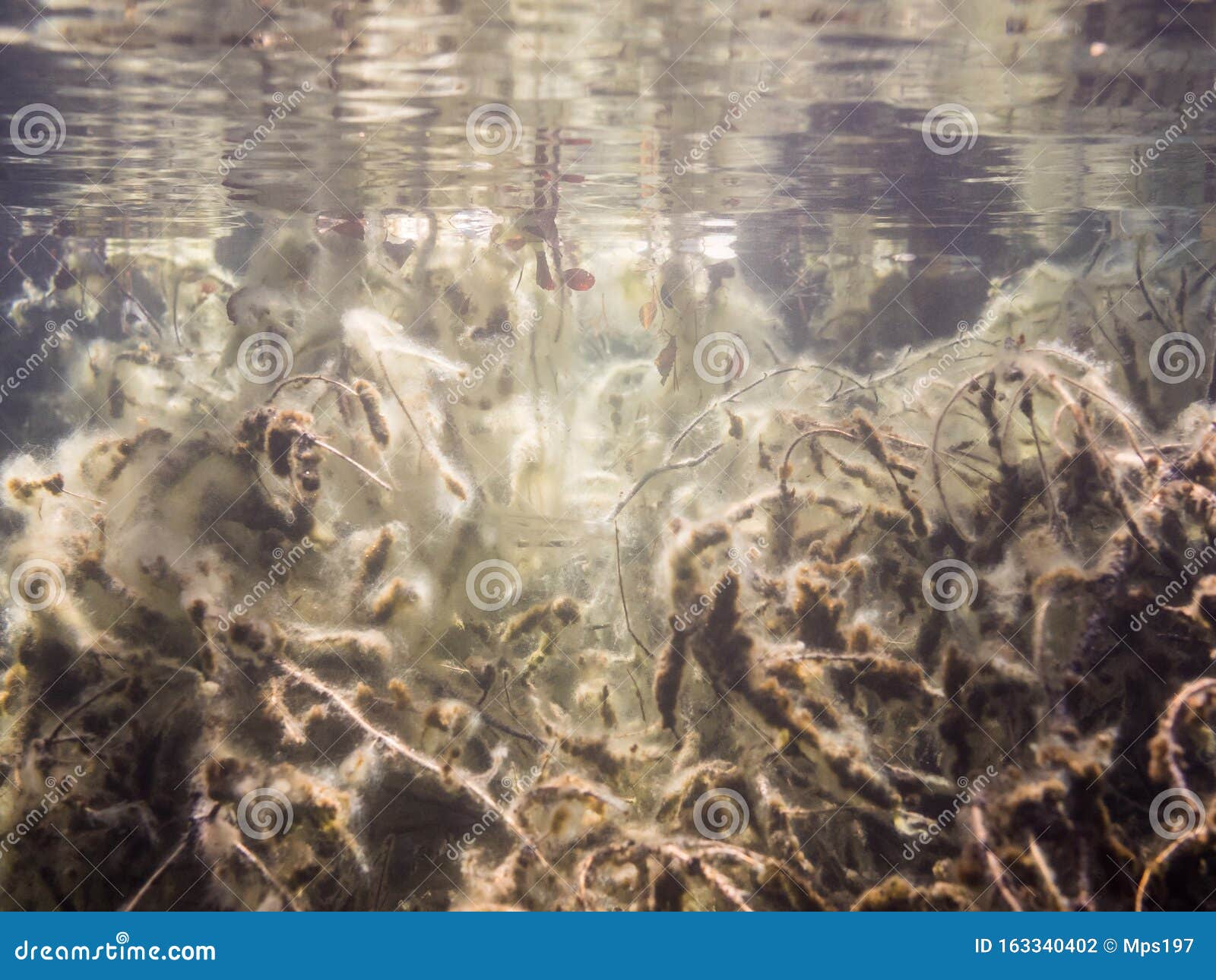 Algae Tangled Up on Underwater Branches Stock Photo - Image of surface