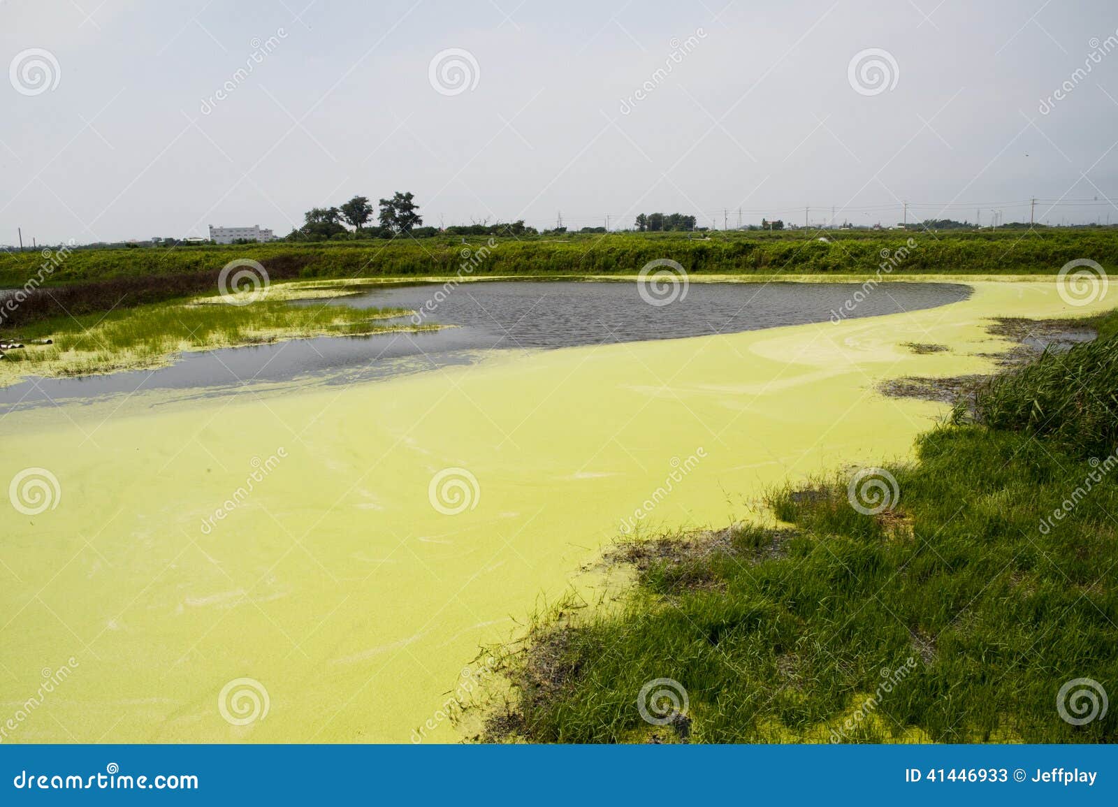 algal bloom