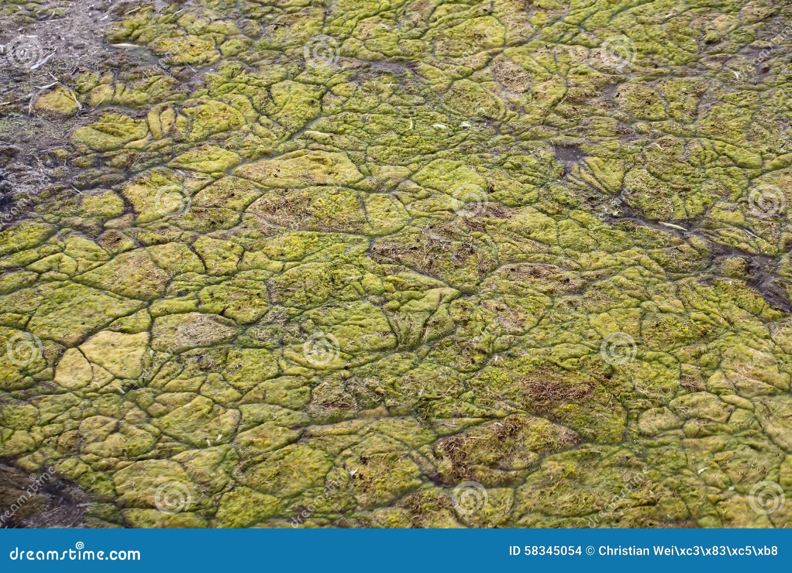 Algal mats on a lake. stock photo. Image of pollution 58345054