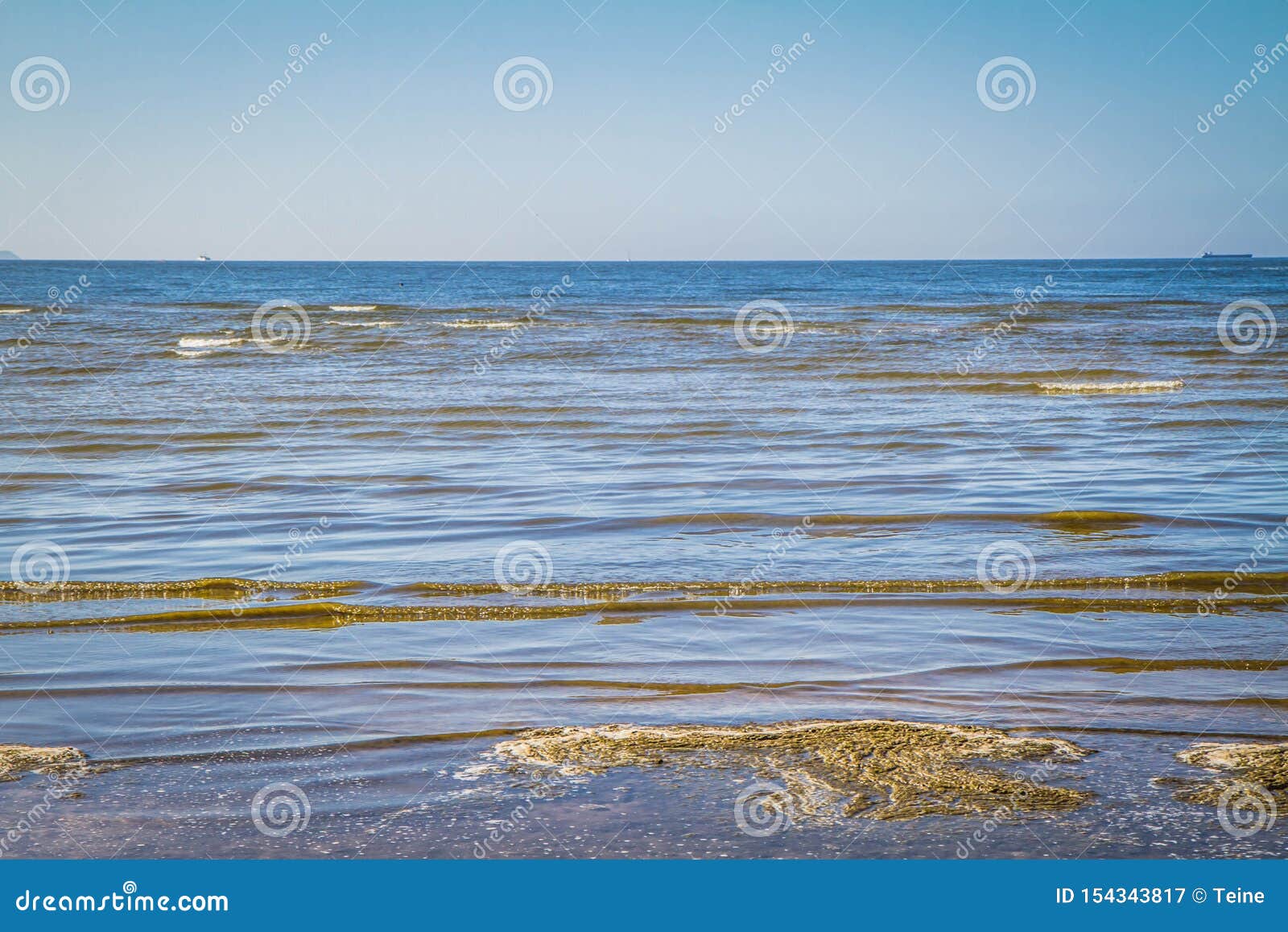 Algas en una playa del mar Báltico