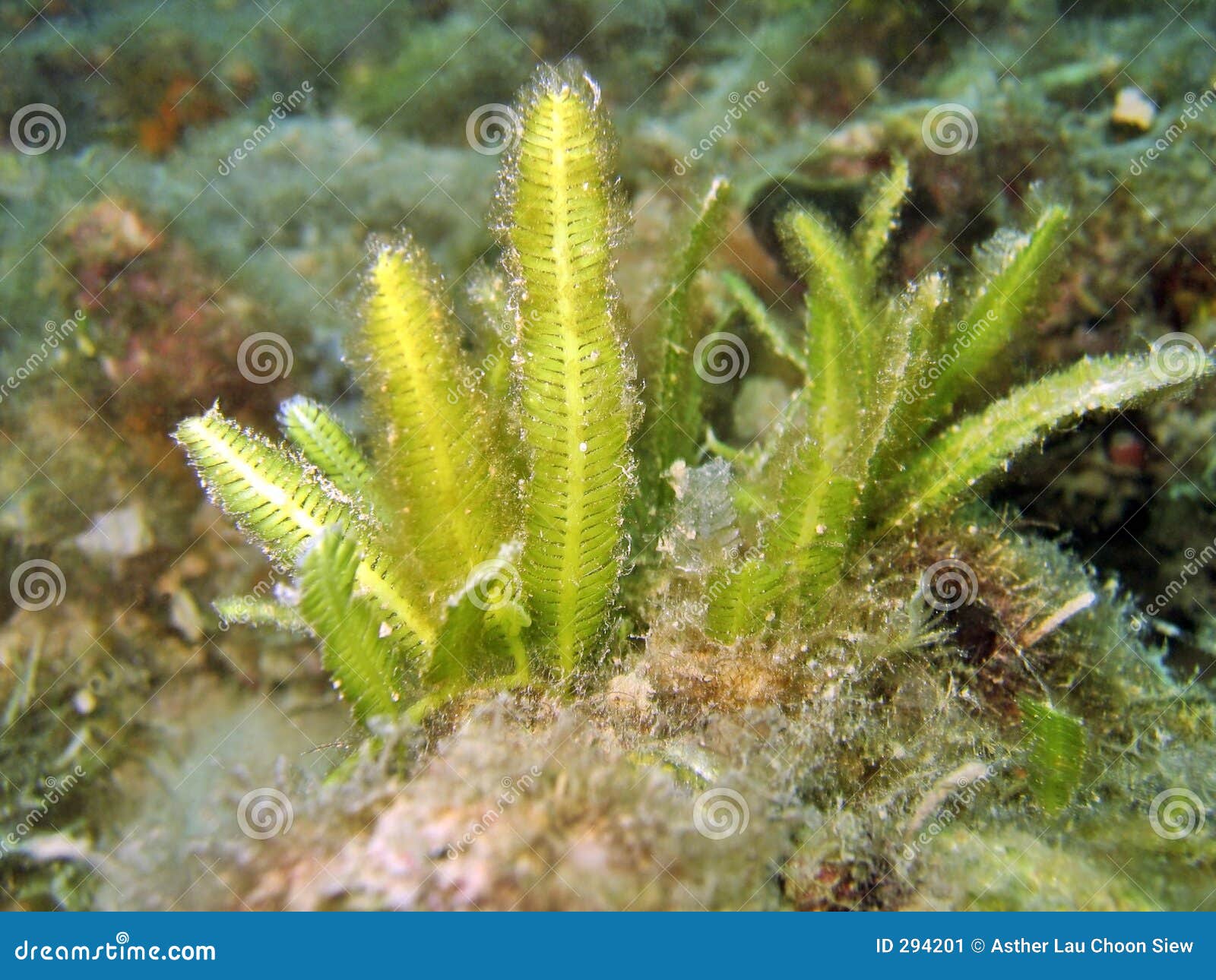 Algas marinhas imagem de stock. Imagem de algas, boca, planta - 294201