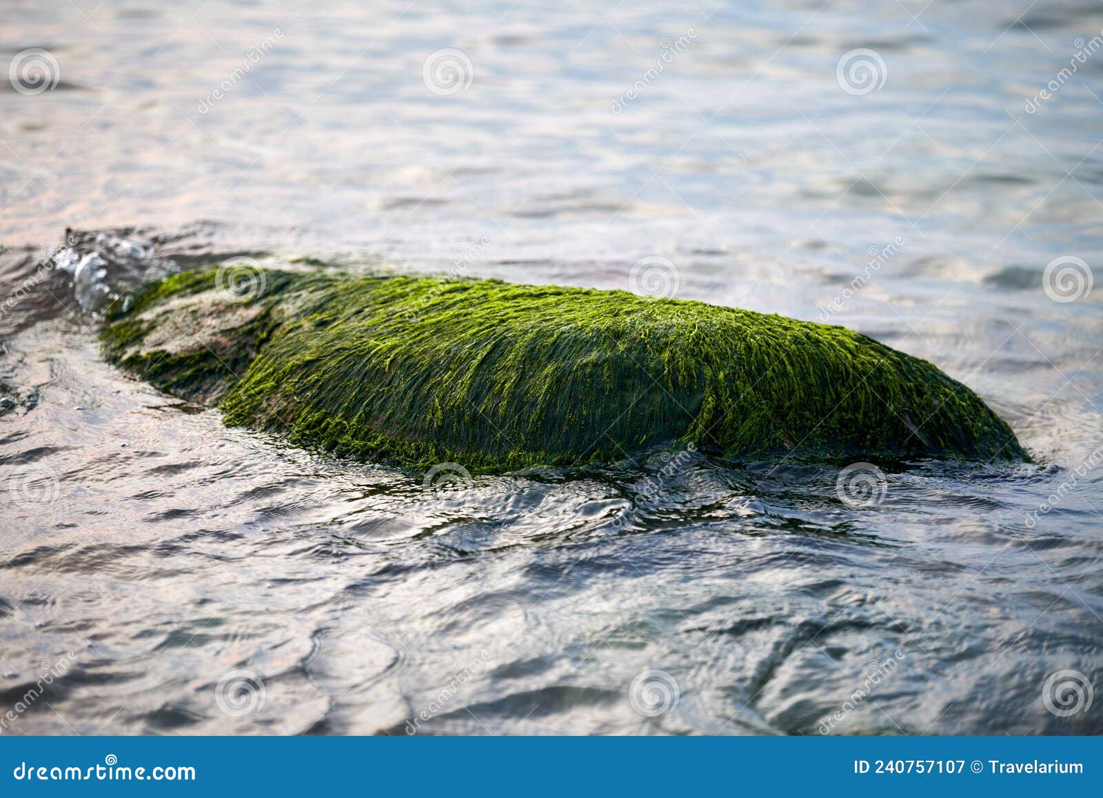 https://thumbs.dreamstime.com/z/algas-marinhas-verdes-cobertas-de-pedra-na-%C3%A1gua-do-mar-belas-musas-%C3%BAmidas-se-aproximam-em-azul-%C3%A0-volta-rocha-coberta-oceano-240757107.jpg