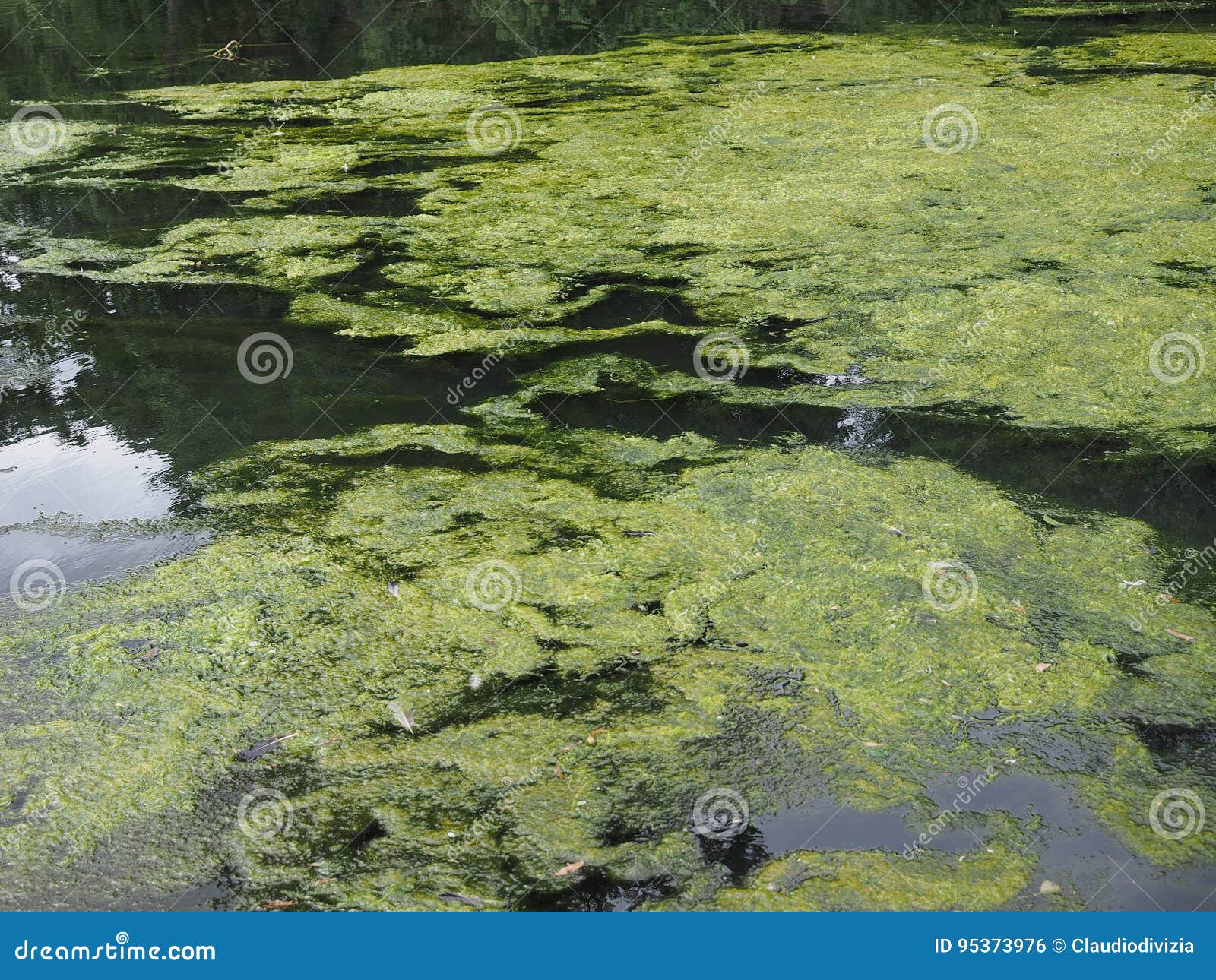 Algen, Die Auf Wasser Schwimmen Stockfoto Bild von oberfläche, algen