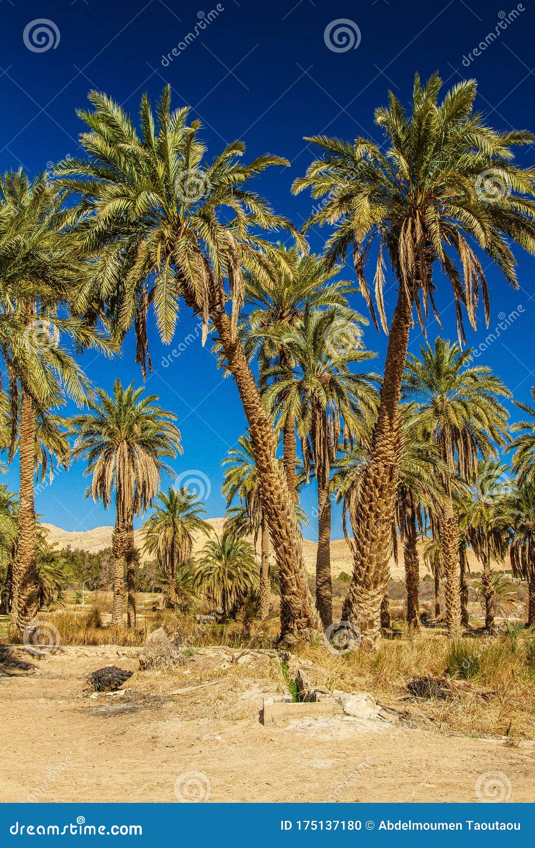 sahara desert in algeria