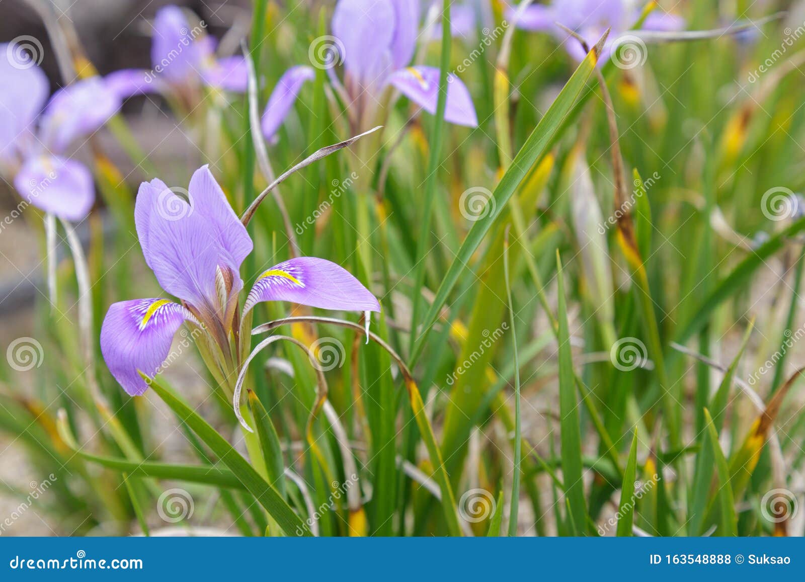 Algerian iris flower stock photo. Image of closeup, blossom - 163548888