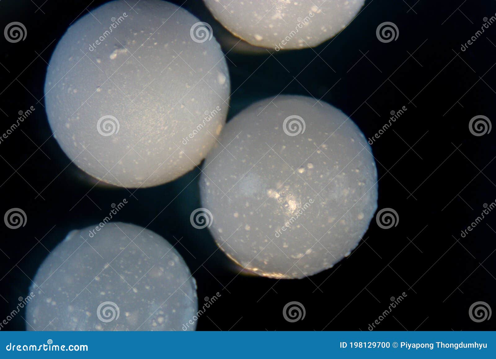 Brown Algae Cell Structure