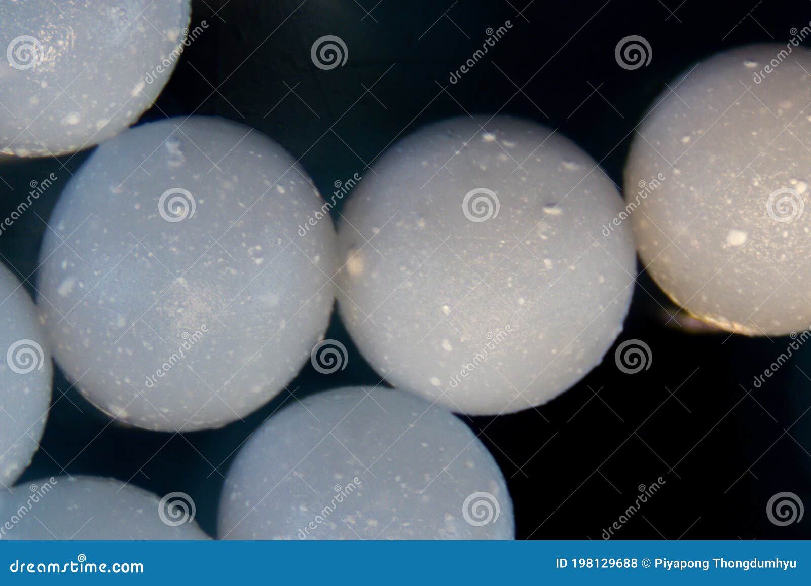 Brown Algae Cell Structure