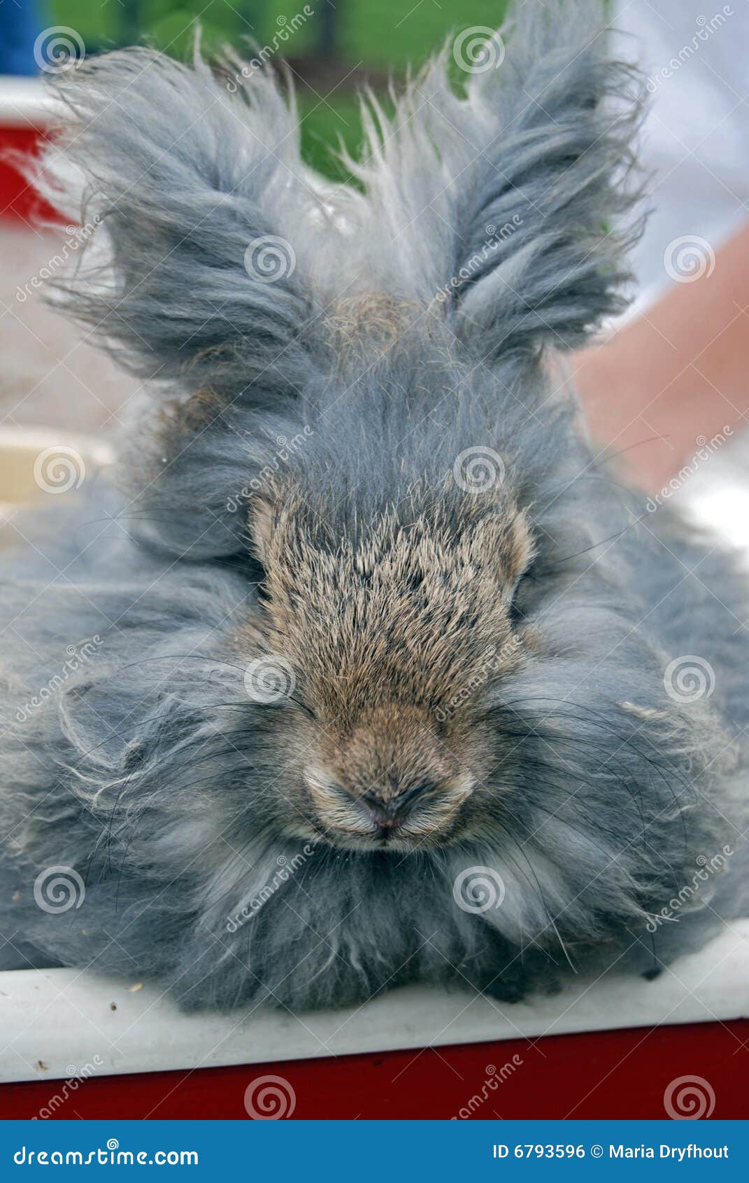 1,118 Fotos de Stock de Coelho Angorá - Fotos de Stock Gratuitas e Sem  Fidelização a partir da Dreamstime, image size:1071x1690