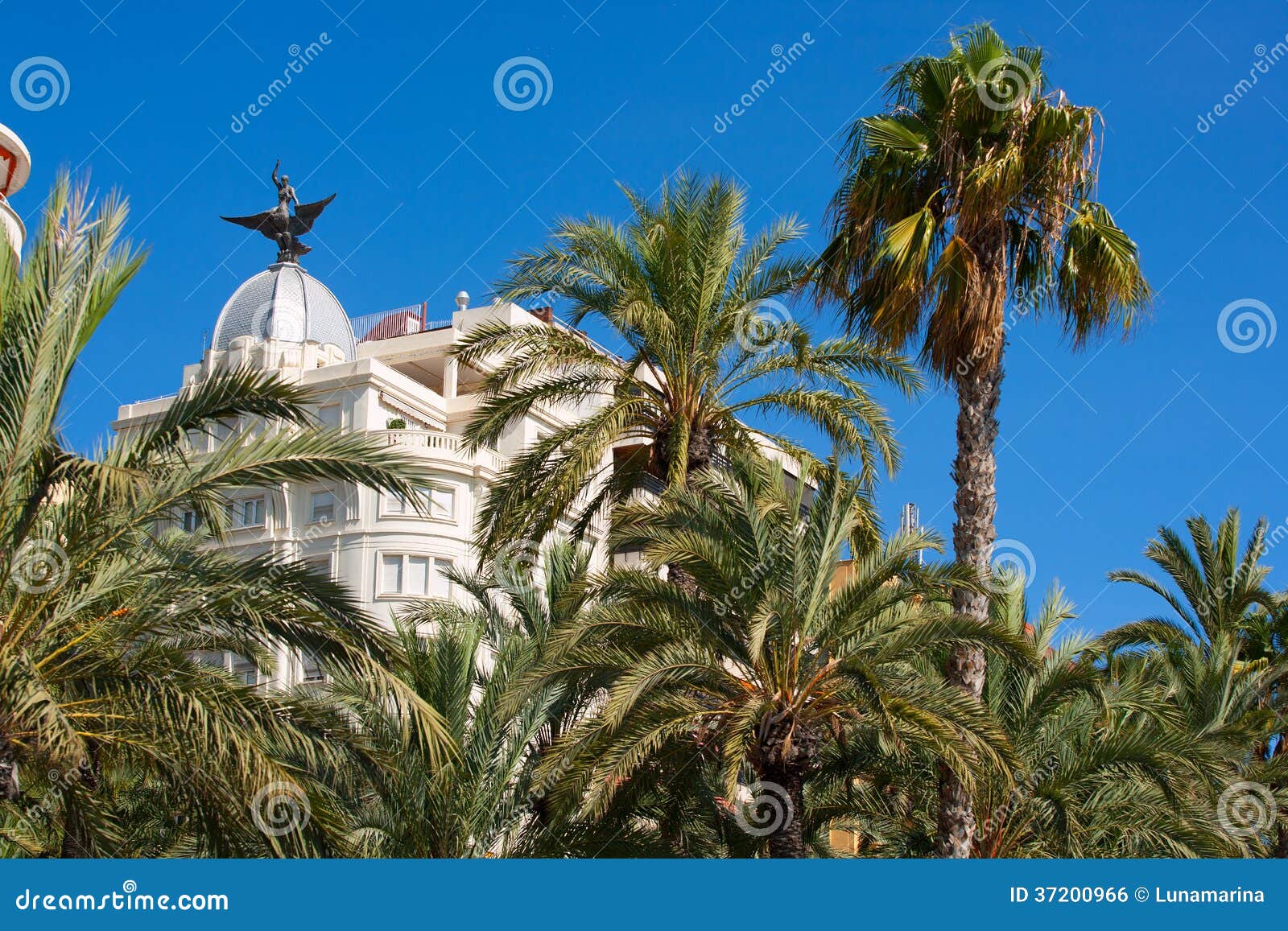 alicante la explanada buildings with plam trees in valencia