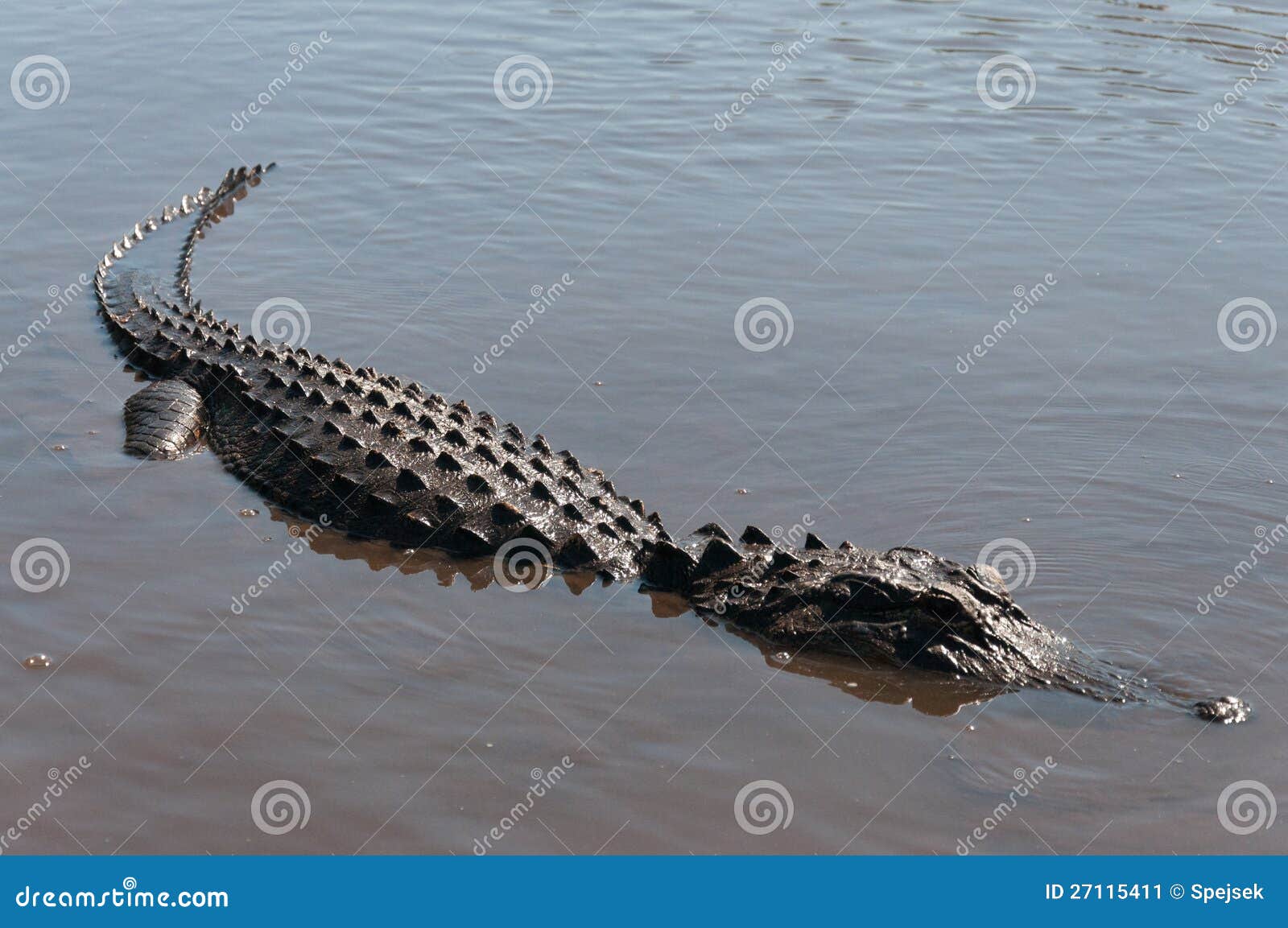 an aligator half submerged in the everglades