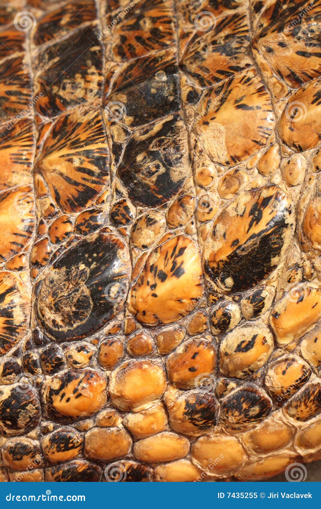 Aligator skin stock image. Image of material, abstract 7435255