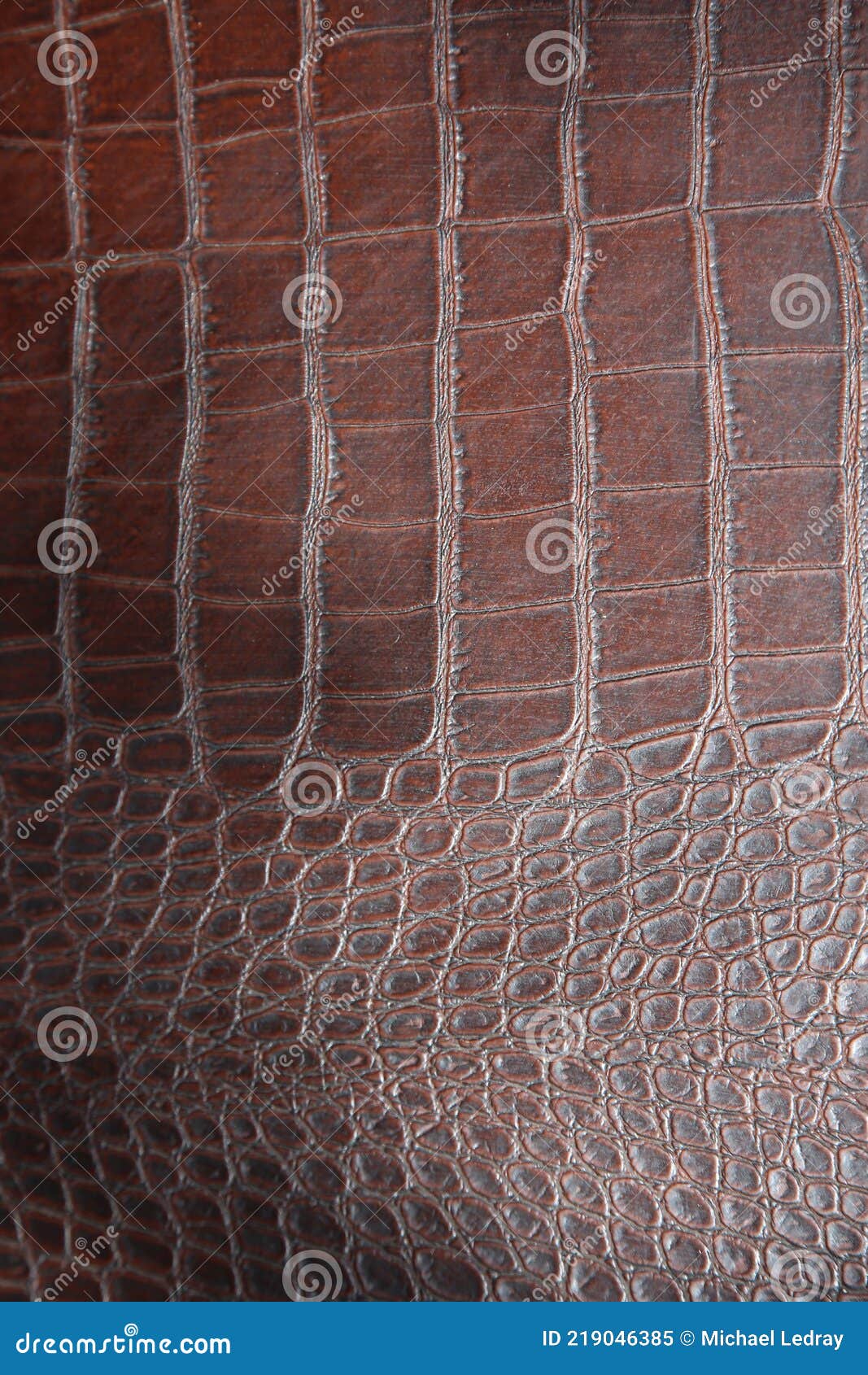 Aligator Skin. Crocodile Skin Stock Image - Image of exotic, real: 219046385