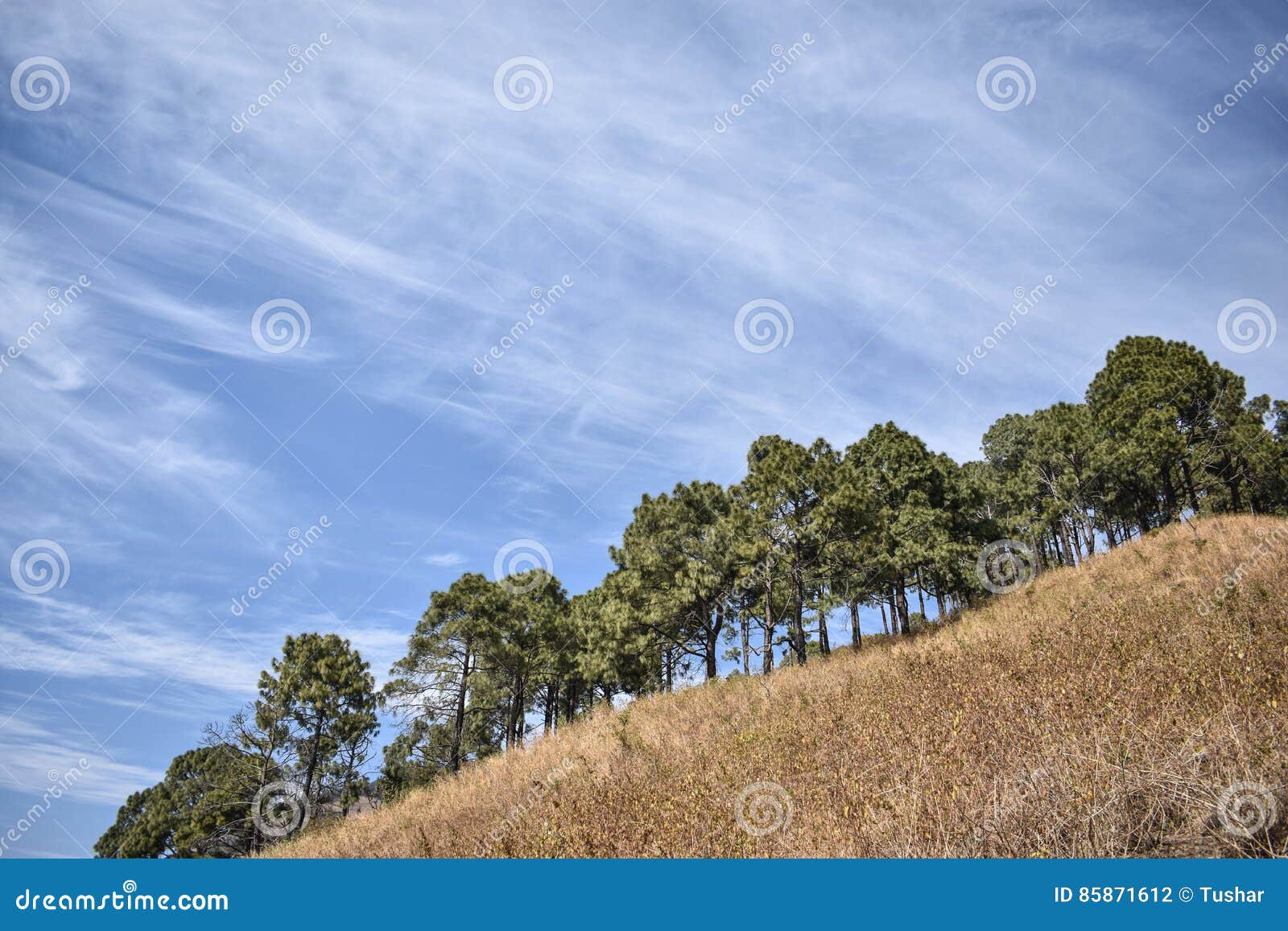 Aligned Trees stock photo. Image of forest, breeze, nature 85871612