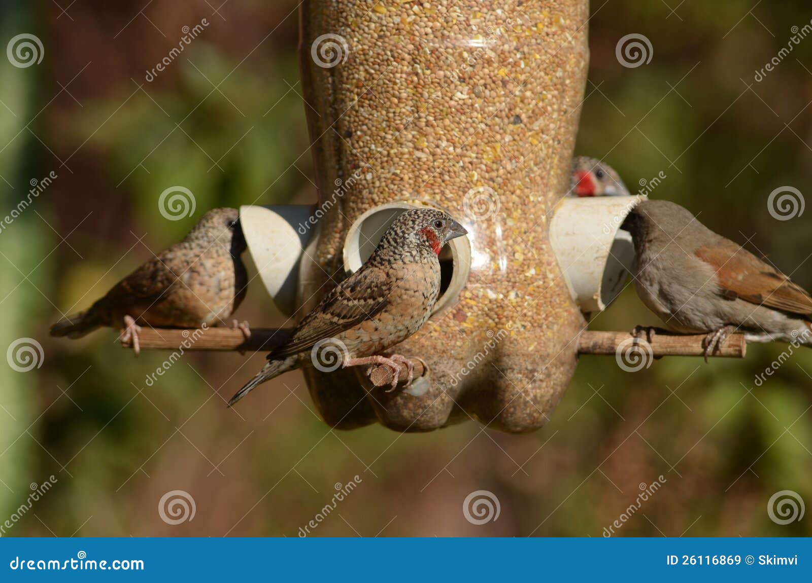 Estacoes De Alimentacao De Aves