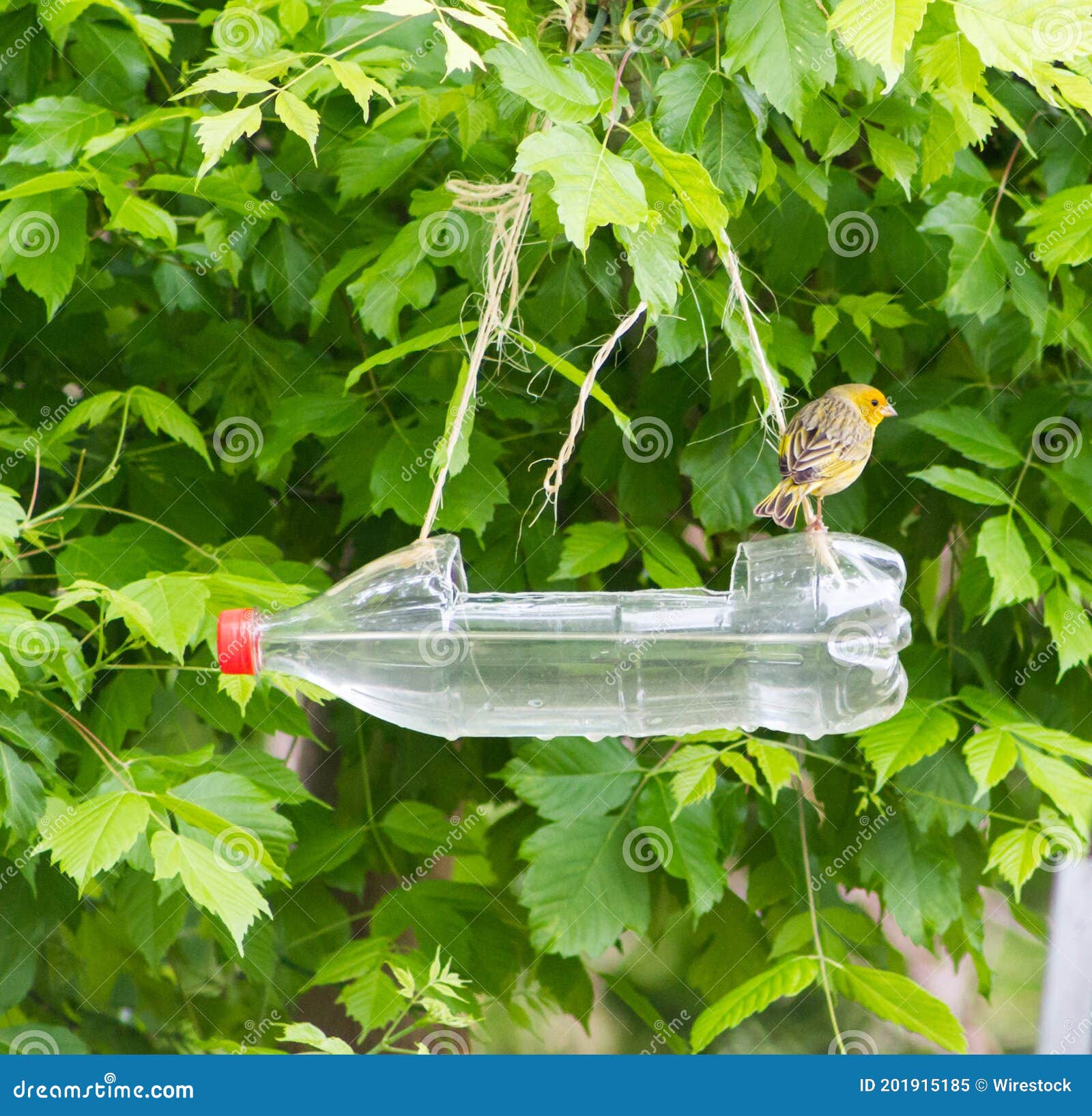 asignar Conciliar Monarca Alimentadores Artesanales Y Waterers Bird Hechos Con Botellas De Plástico  Recicladas Imagen de archivo - Imagen de casero, alimentadores: 201915185