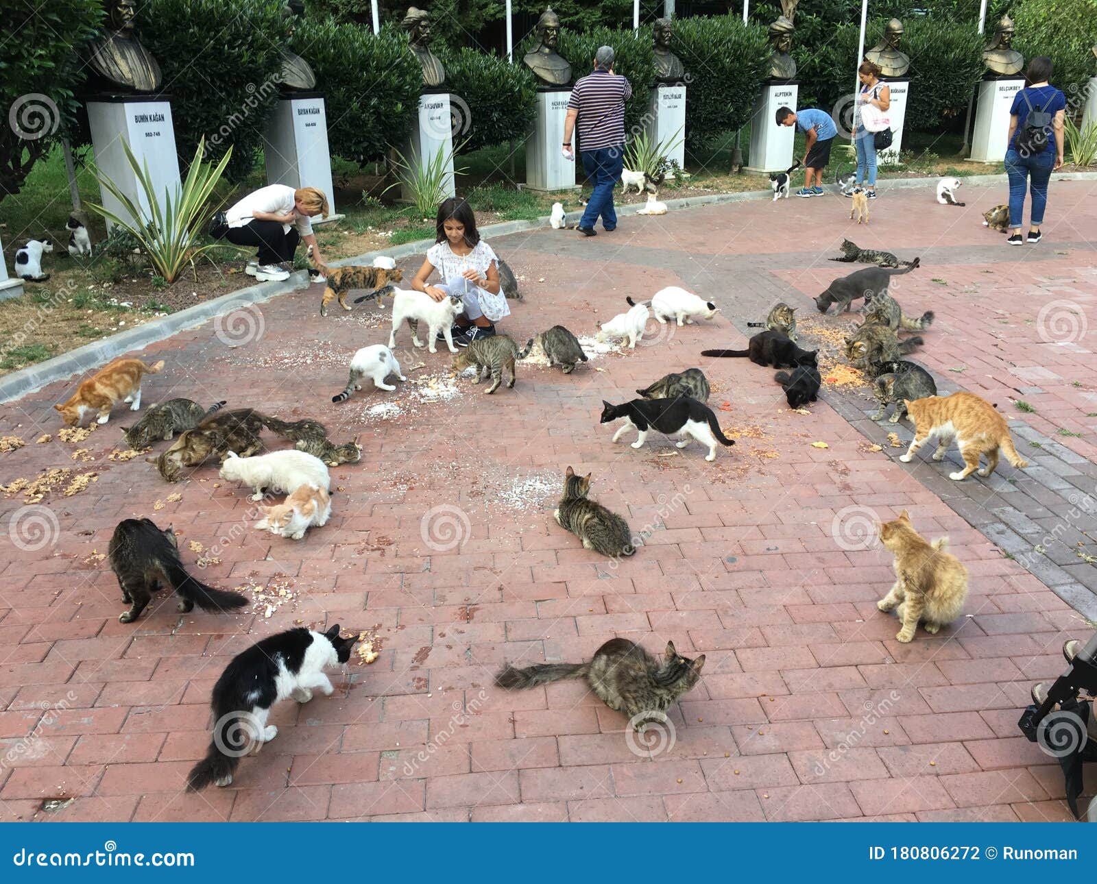 CGTN Español on X: En Mersin, #Turquía, el gobierno local construyó un parque  para gatos callejeros. Aquí, los gatos callejeros son libres para disfrutar  de la comida y pueden divertirse a su