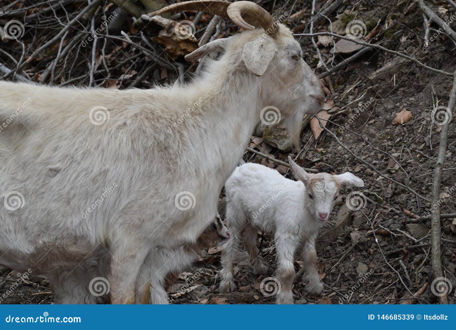 Alimentation De Chevres De Maman Et De Bebe Image Stock Image Du Juste Soyez Alimentation De Chevres De Maman Et De Bebe Image Stock Image Du Juste Soyez