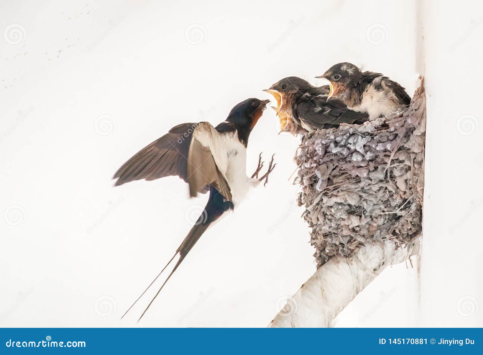 Alimentation De Moi J Ai Faim Aussi Image Stock Image Du Canette Mouche