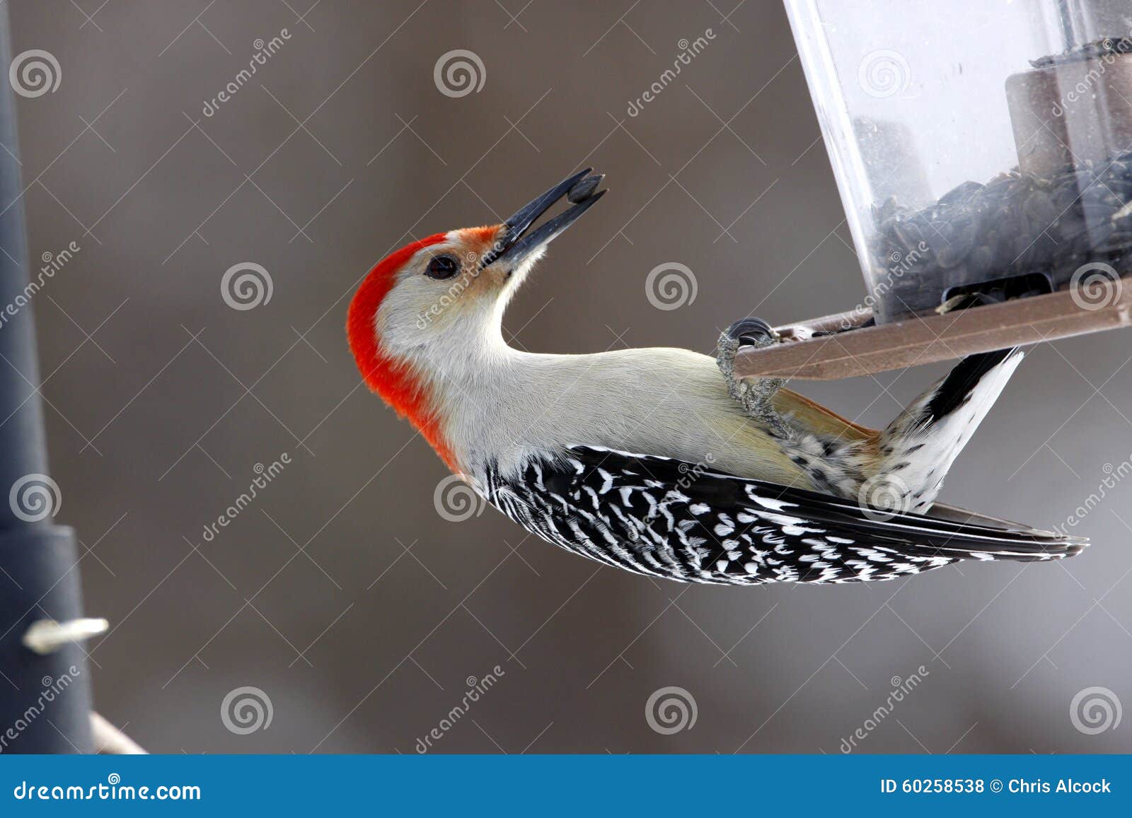 Alimentation Dirigée Rouge De Pivert Photo Stock Image Du