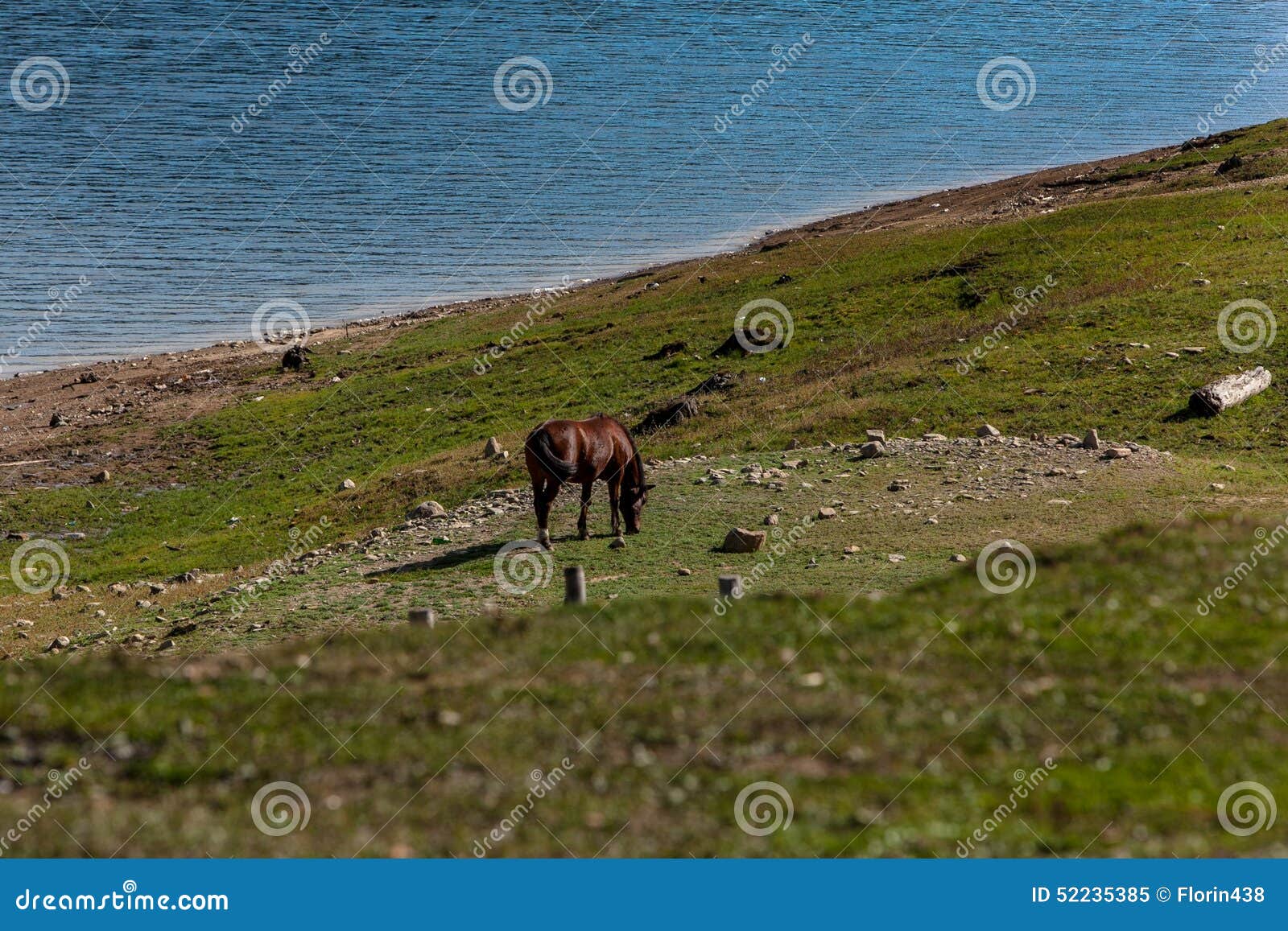 Alimentação do cavalo. Lago Peacefull e cavalo selvagem