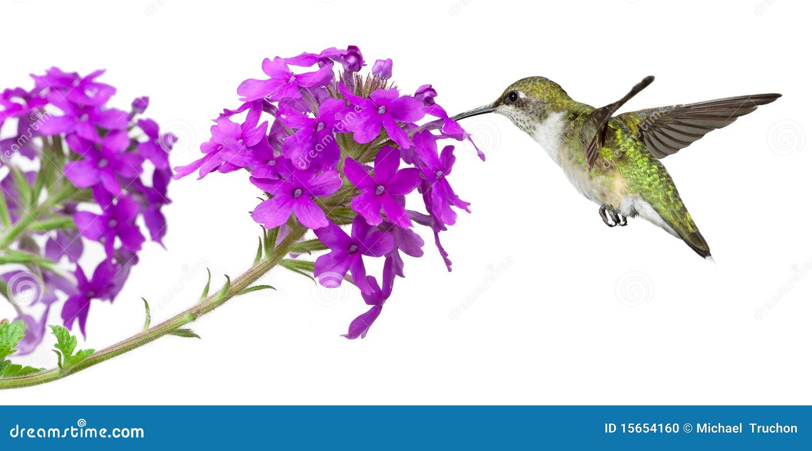 Alimentações dos colibris em um verbena. Néctar das bebidas dos colibris de um verbena roxo; fundo branco