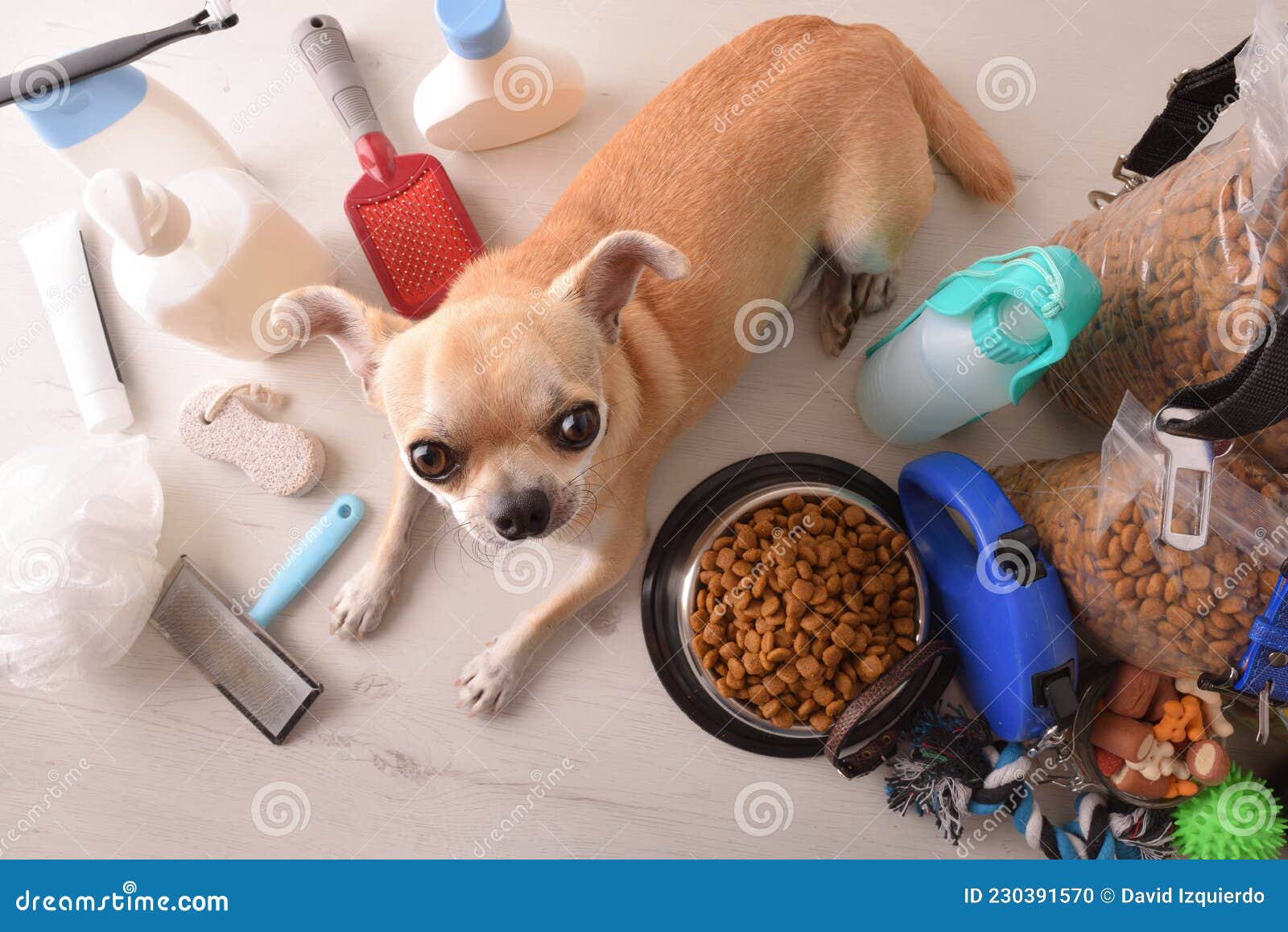 Alimentos Y Accesorios Para Perros Y Chihuahuas En Mesa Elevada Foto de archivo - Imagen de hospitalidad, 230391570