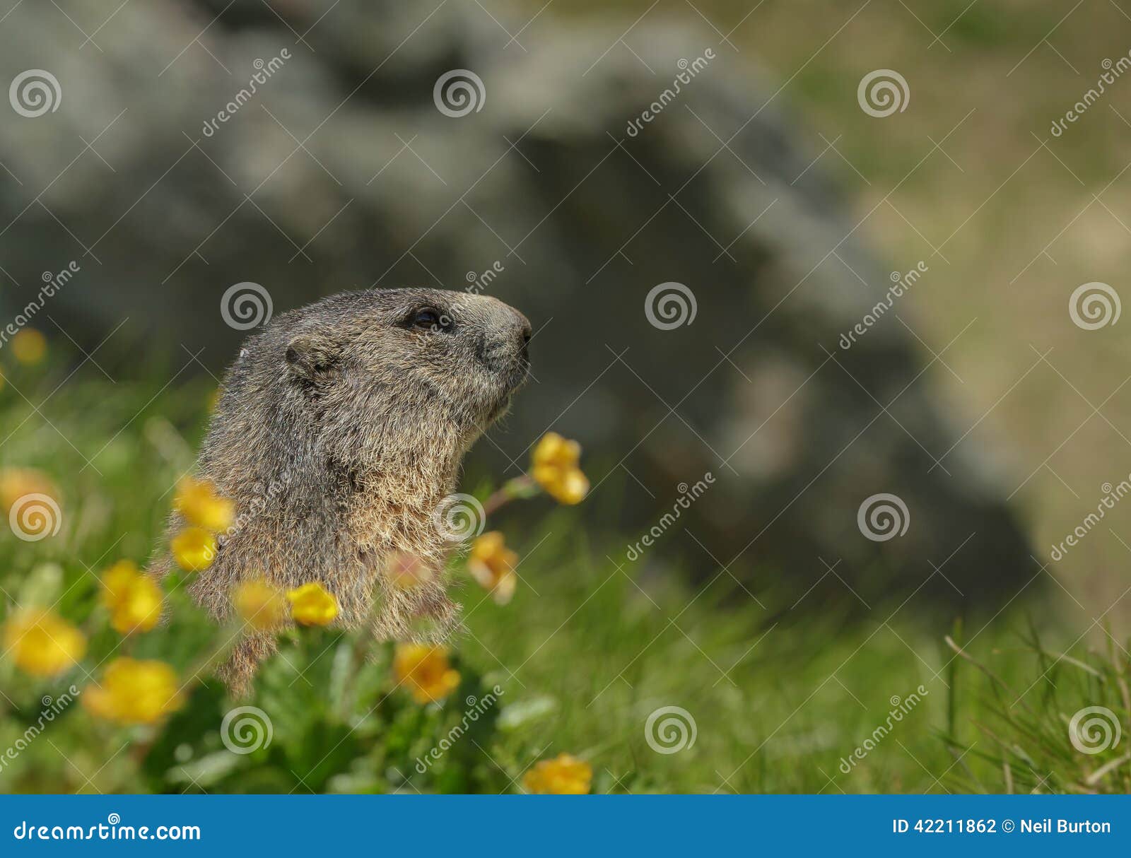 Alipine Marmot with Wild Flowers Stock Photo Image of gentian, nature