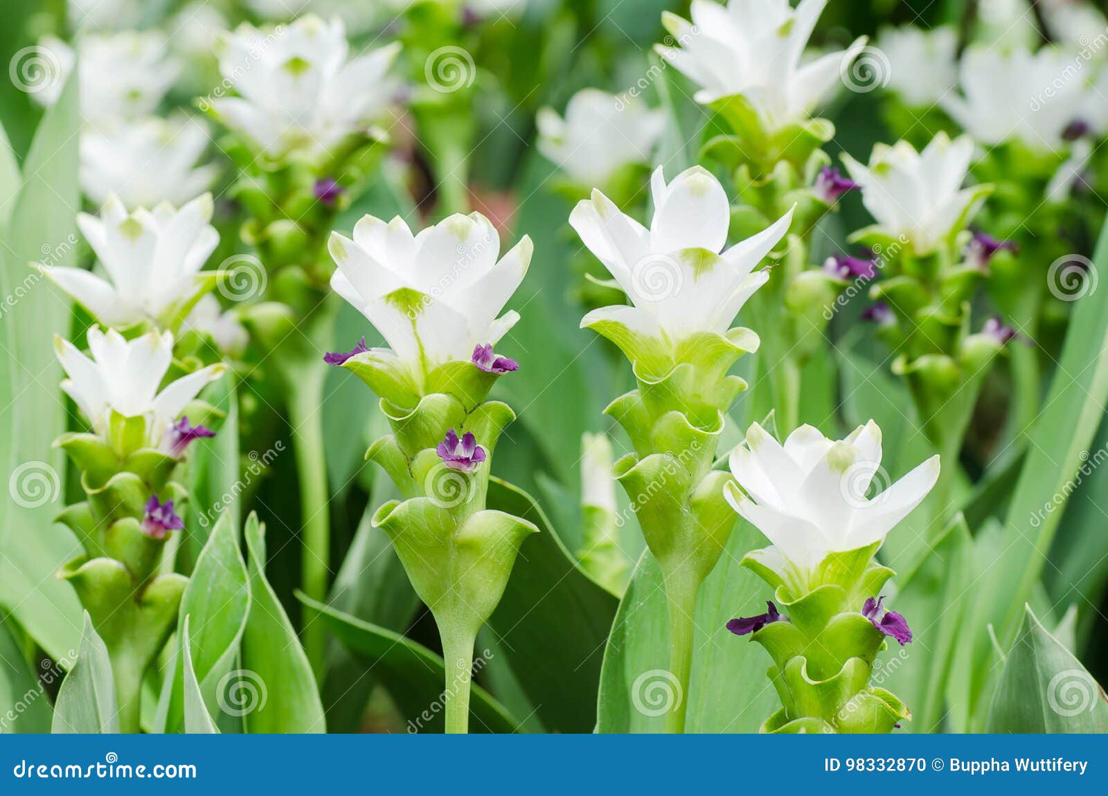 Alismatifolia Bianco Della Curcuma Del Fiore Della Curcuma Fotografia Stock Immagine Di Prato Flora