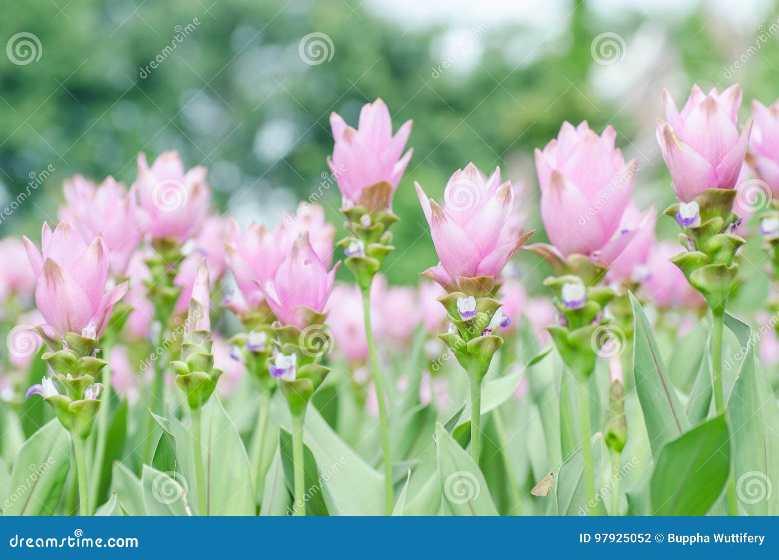 Alismatifolia Cor-de-rosa Da Curcuma Da Flor Da Curcuma Foto de Stock -  Imagem de pétala, campo: 97925052