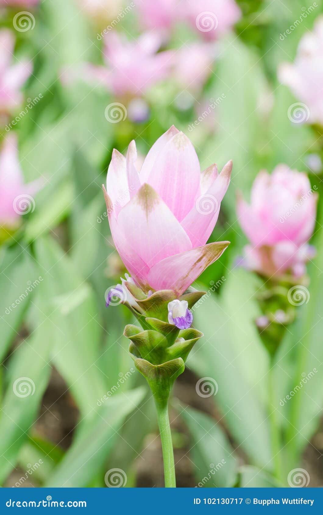 Alismatifolia Cor-de-rosa Da Curcuma Do Campo De Flor Da Curcuma Imagem de  Stock - Imagem de tulipa, nave: 102130717